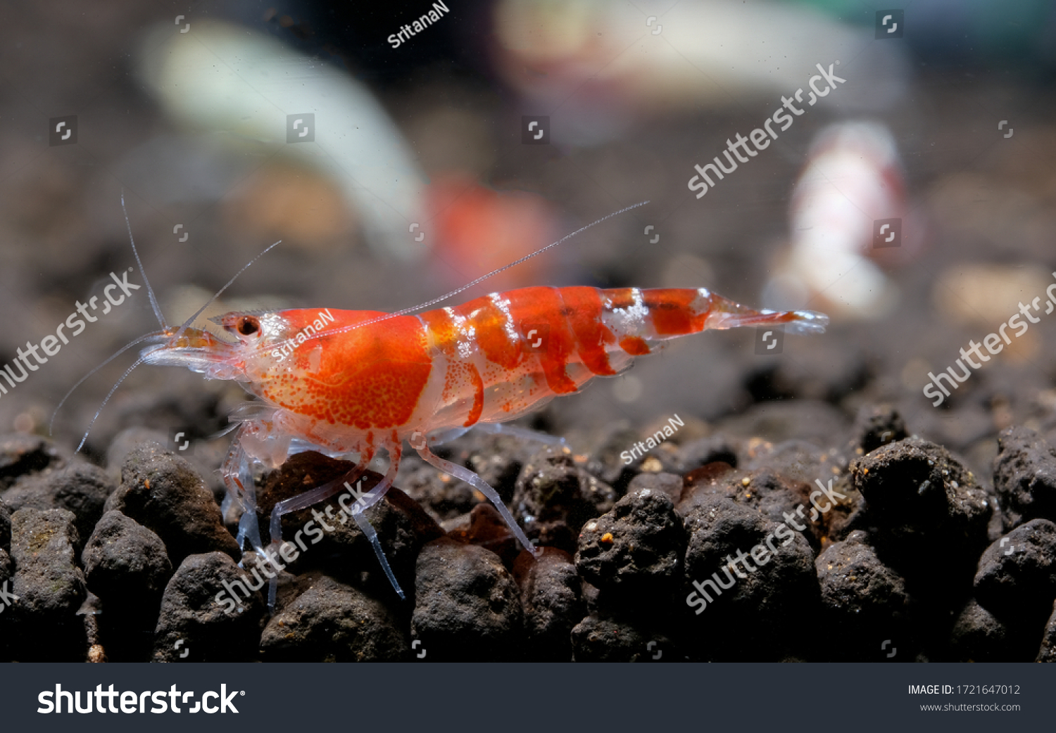 Atyidae Images, Stock Photos & Vectors | Shutterstock