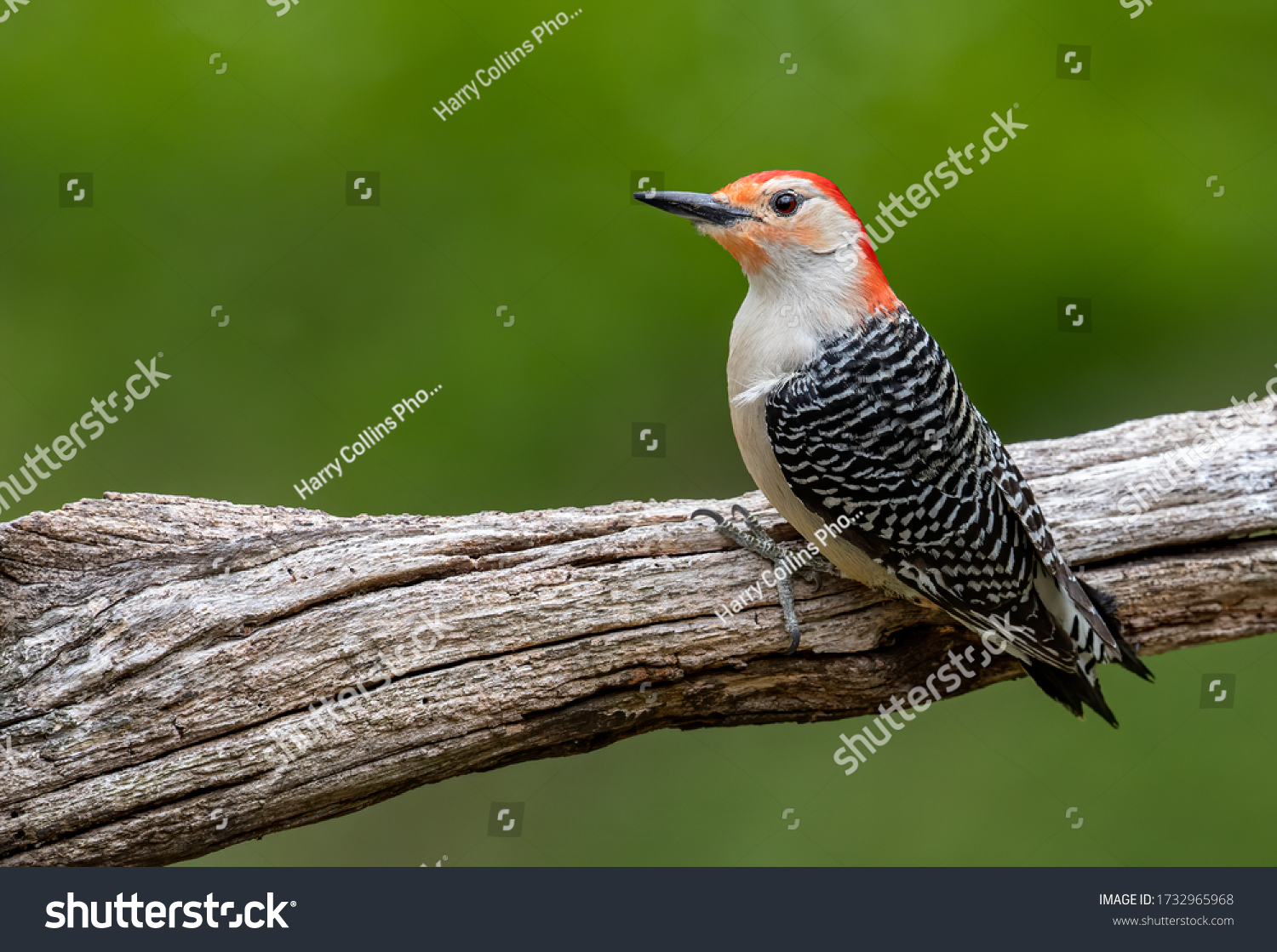 3,639 Red belly woodpecker Images, Stock Photos & Vectors | Shutterstock