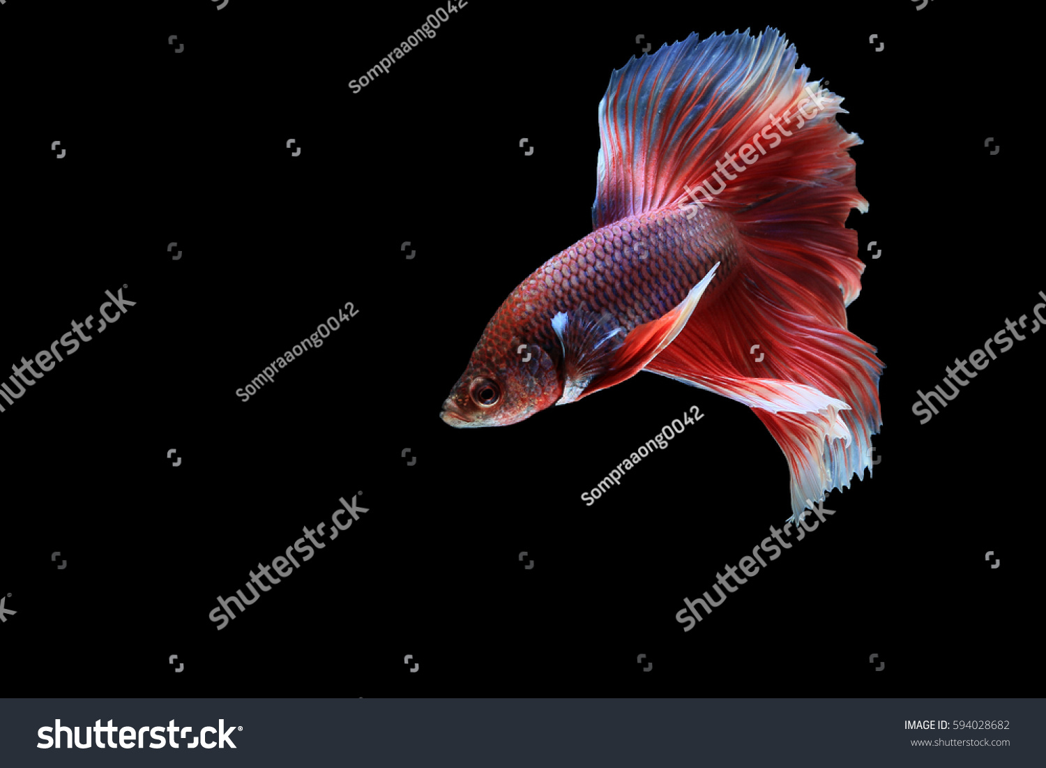 Red Betta Fish On Black Background Stock Photo (Edit Now) 594028682