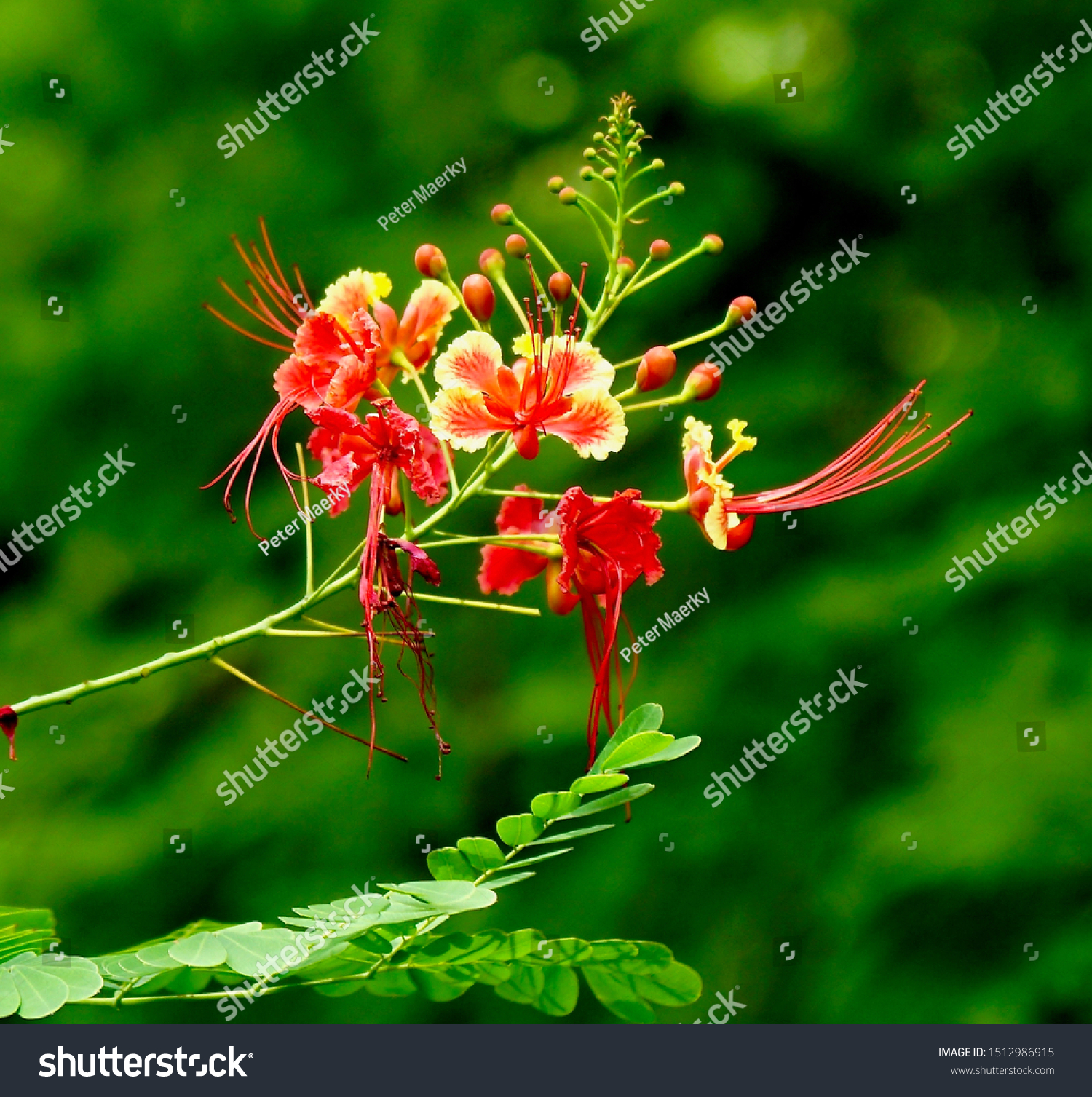 Red Bird Paradise Pride Barbados Caesalpinia Stock Photo Edit Now