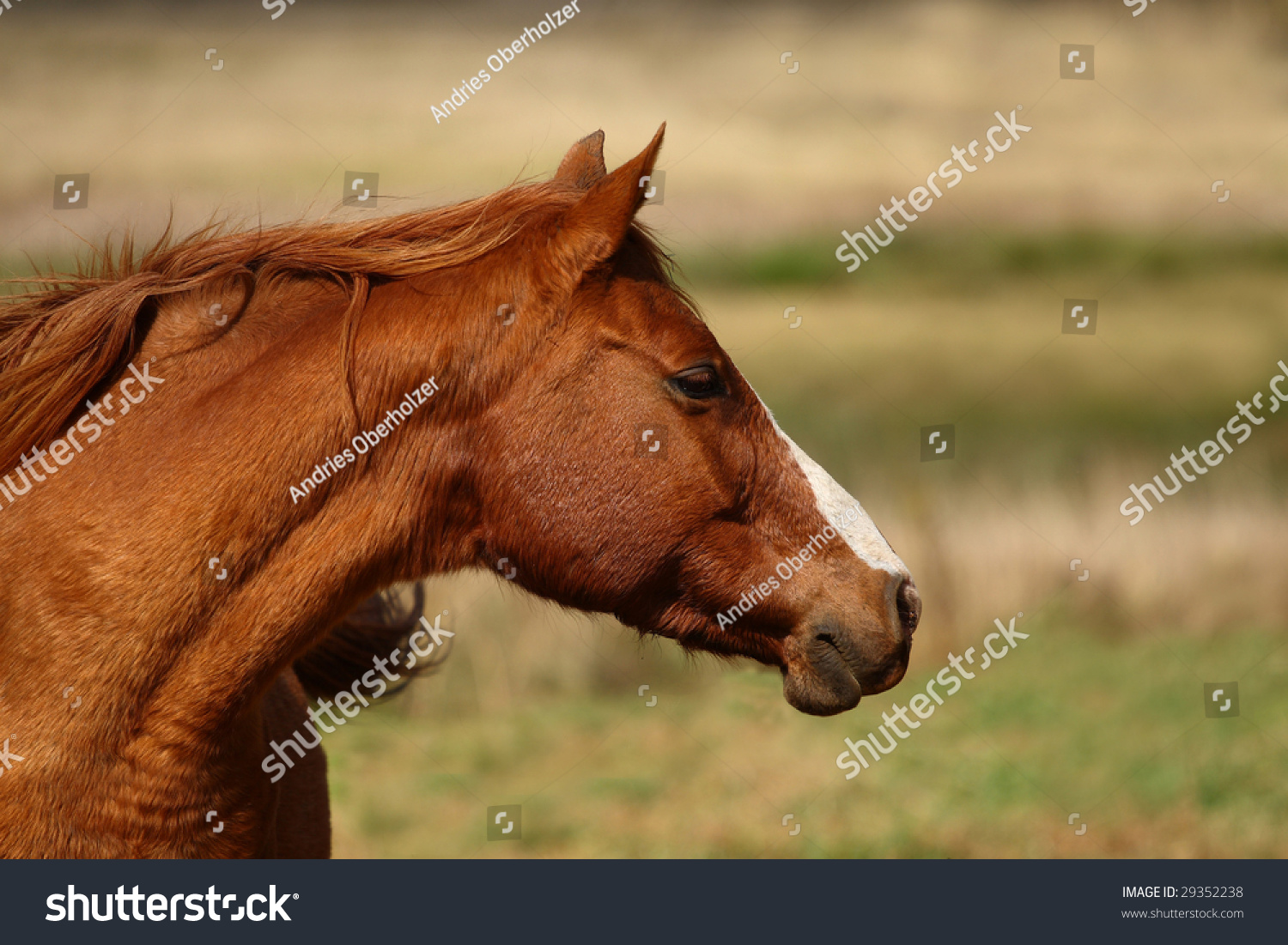 Red-Brown Horse-Head Visible #2 Stock Photo 29352238 : Shutterstock
