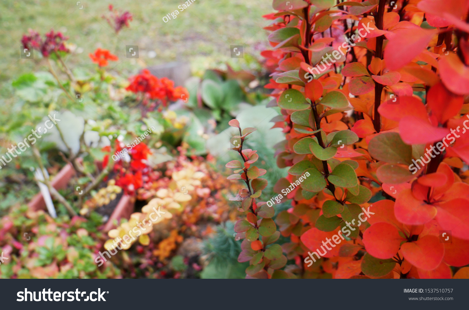 burberry flower