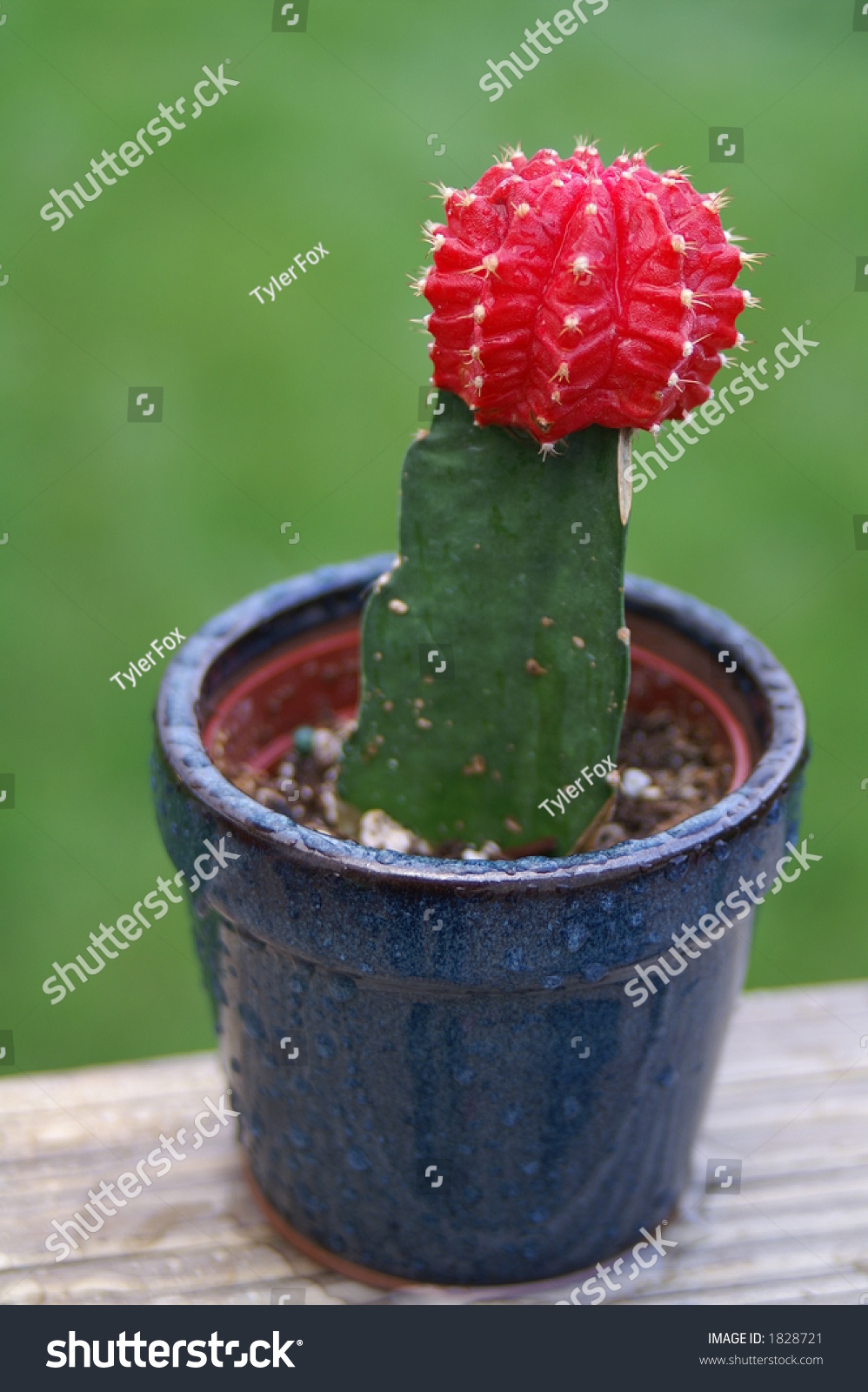 Red Spots On Cactus