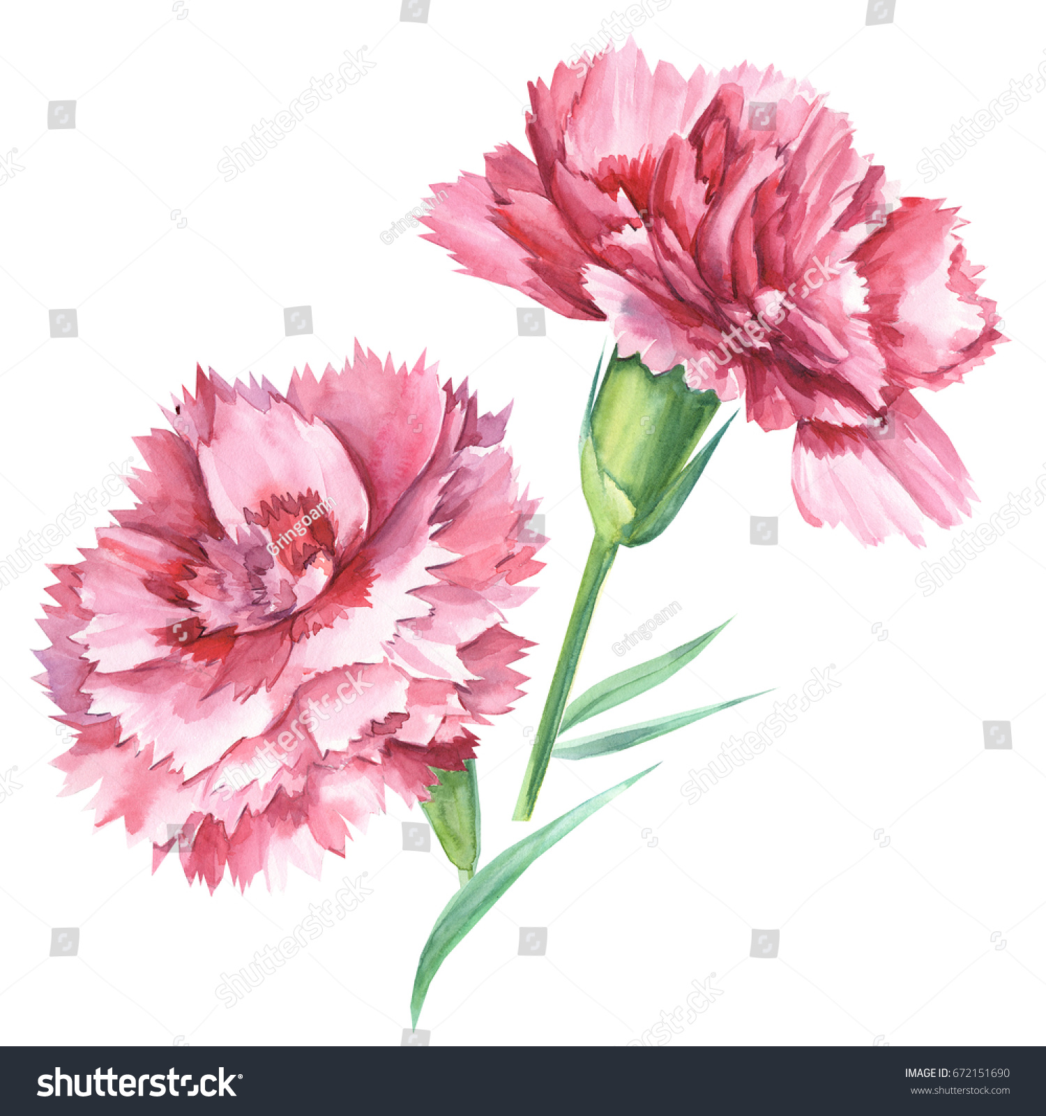 Red Carnations Watercolor Hand Drawing Stock Illustration 672151690