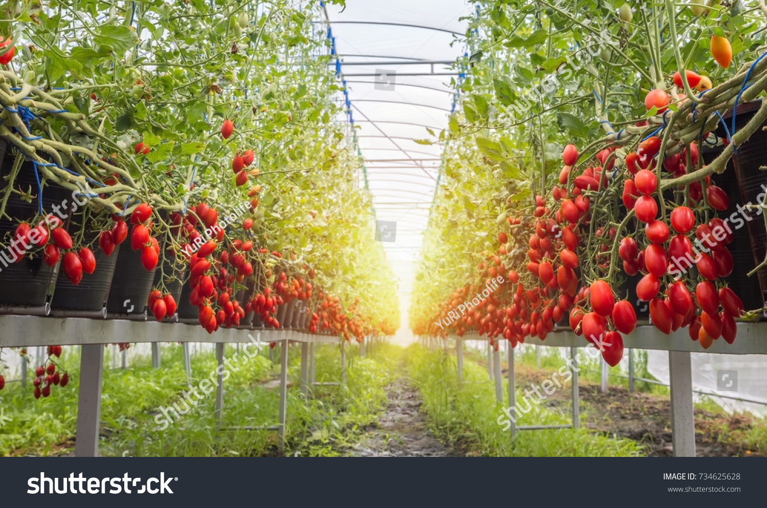 Red Cherry Tomato Growing Cherry Tomatoes Stock Photo Edit Now