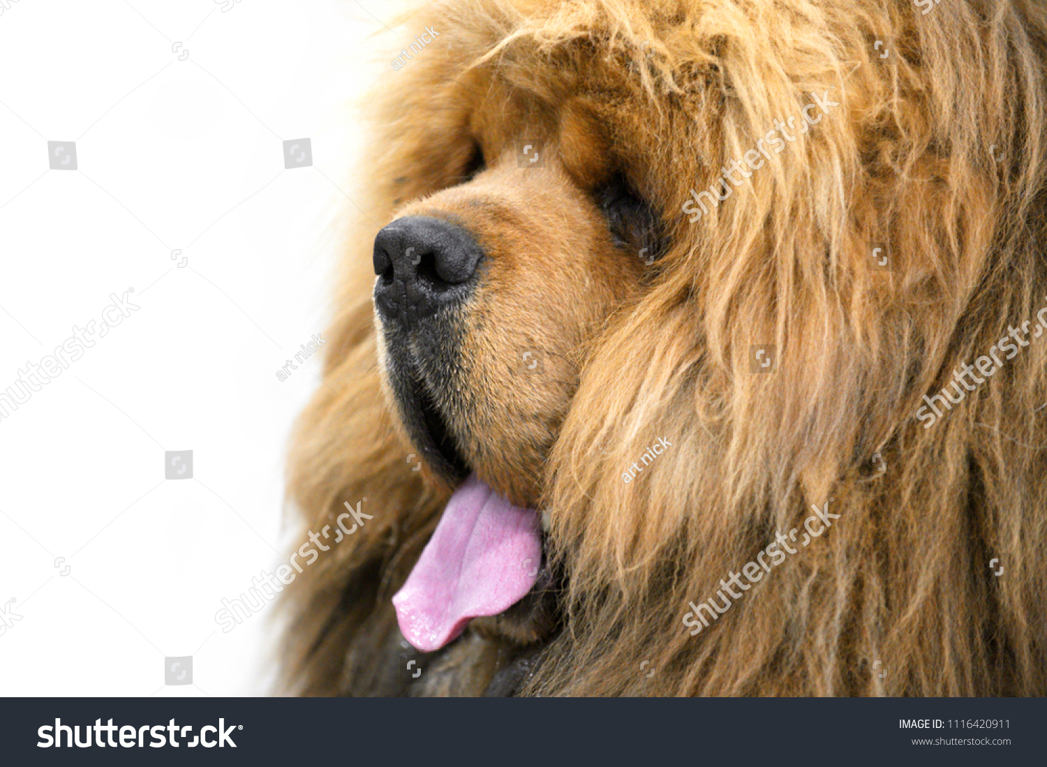 Red Chinesebred Tibetan Mastiff Dog Lion Animals Wildlife Stock Image 1116420911