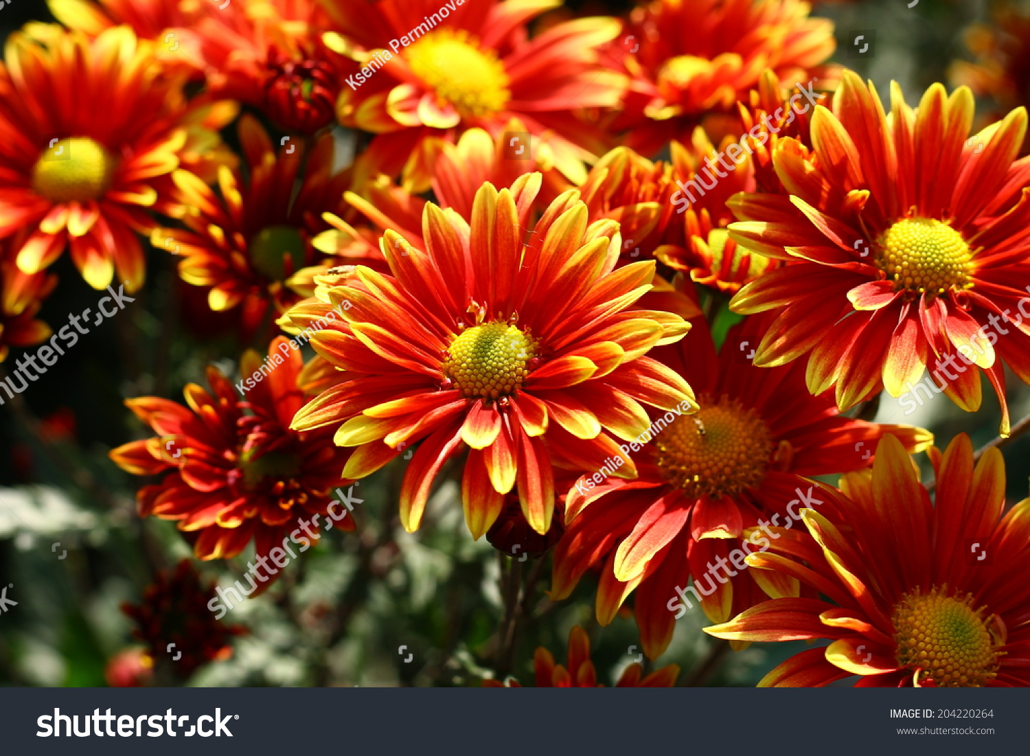 Red Chrysanthemum Stock Photo 204220264 : Shutterstock