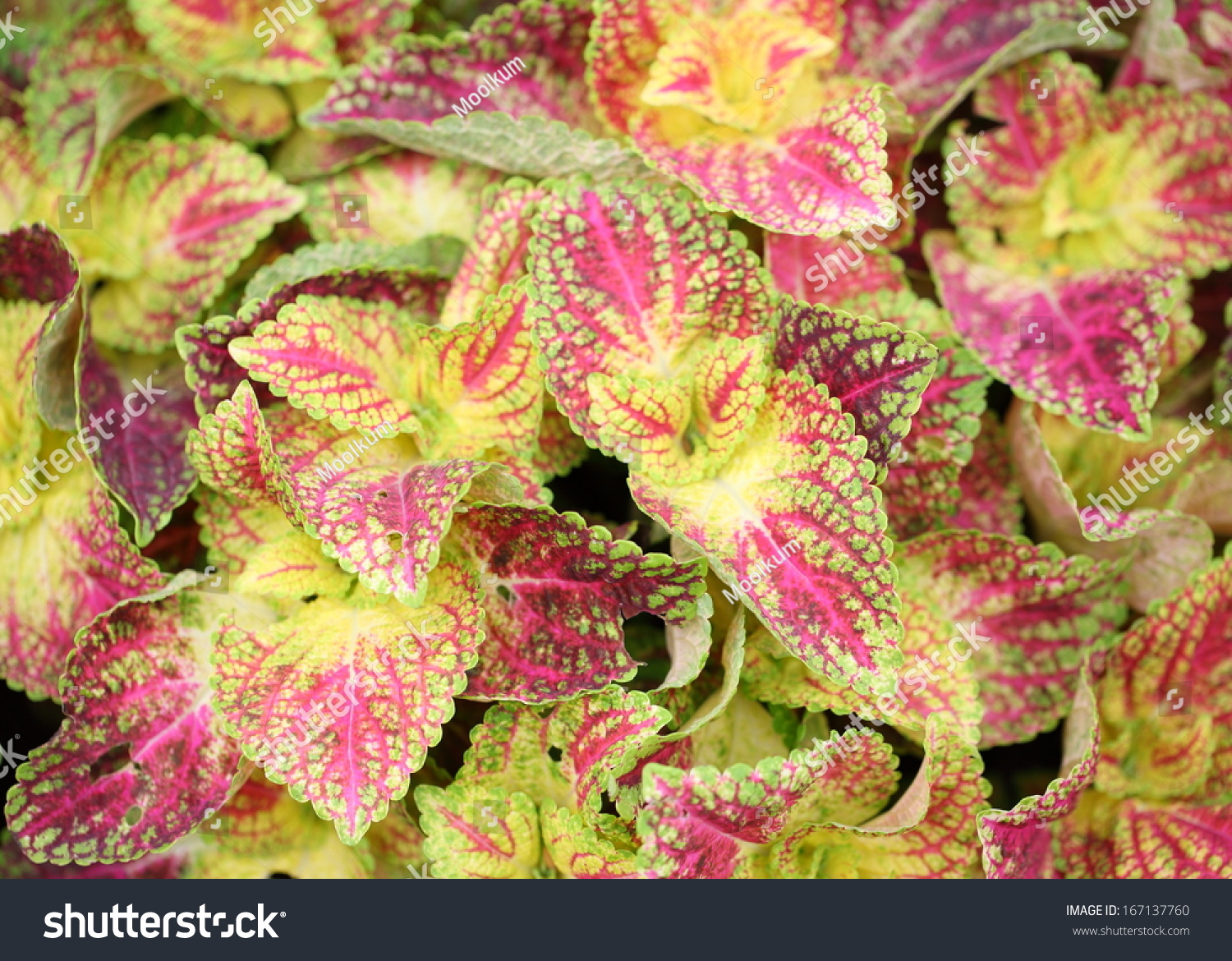 Red Coleus Plant Close Background Stock Photo (Edit Now
