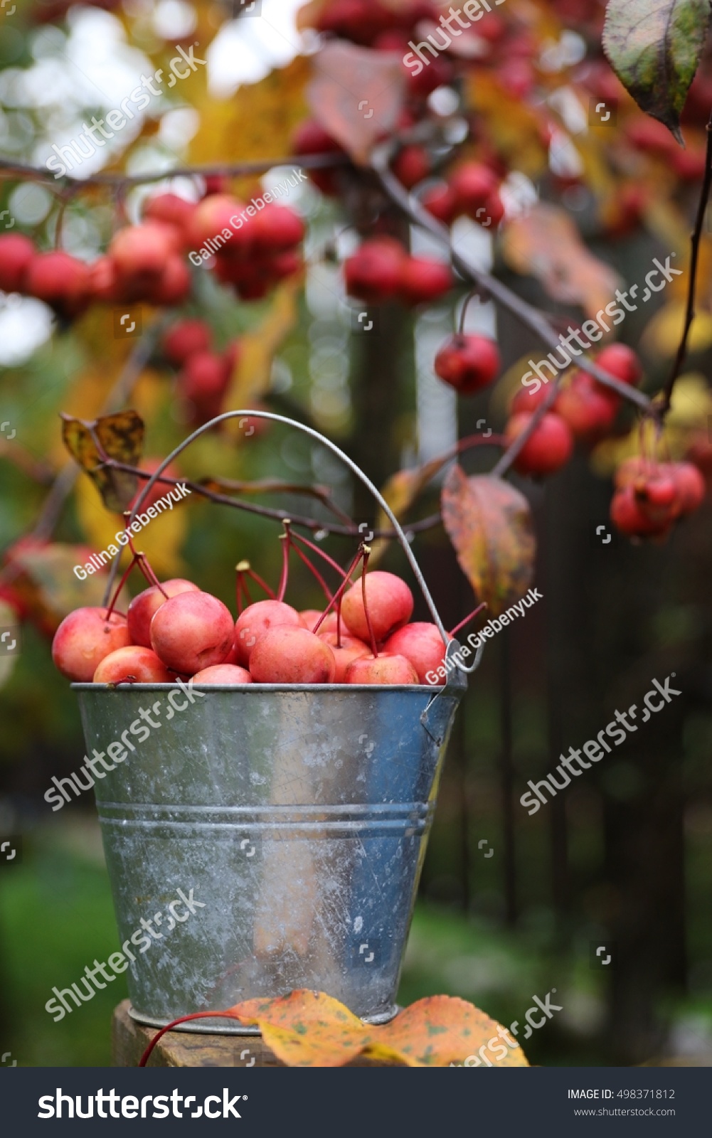 crab apple doll