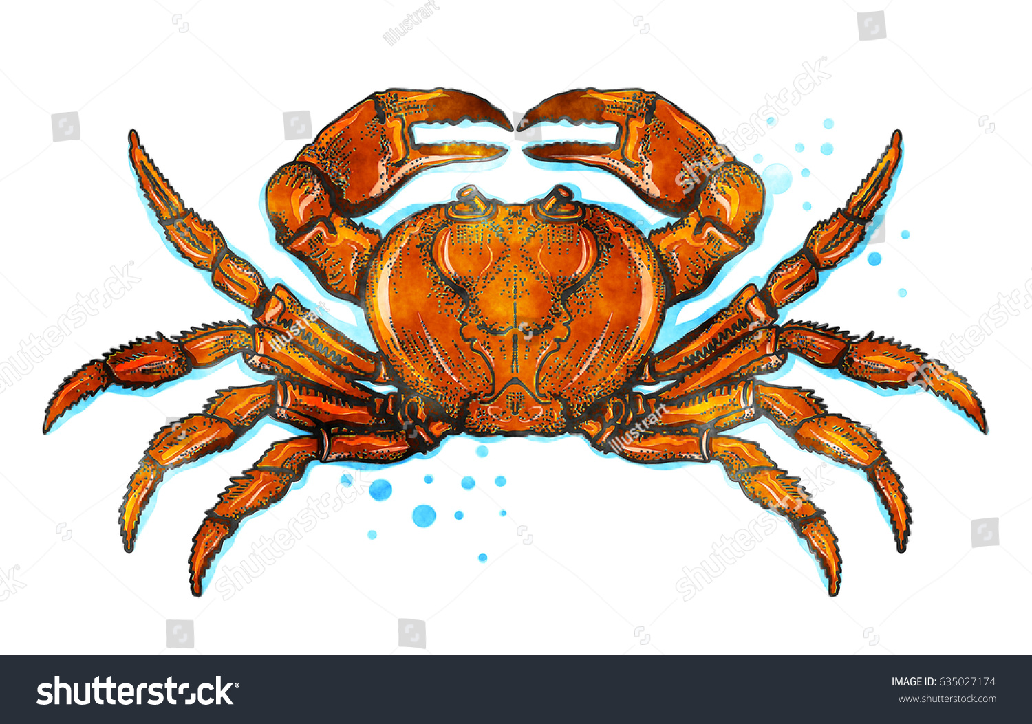 Red Crab Watercolor Painting Stock Illustration 635027174