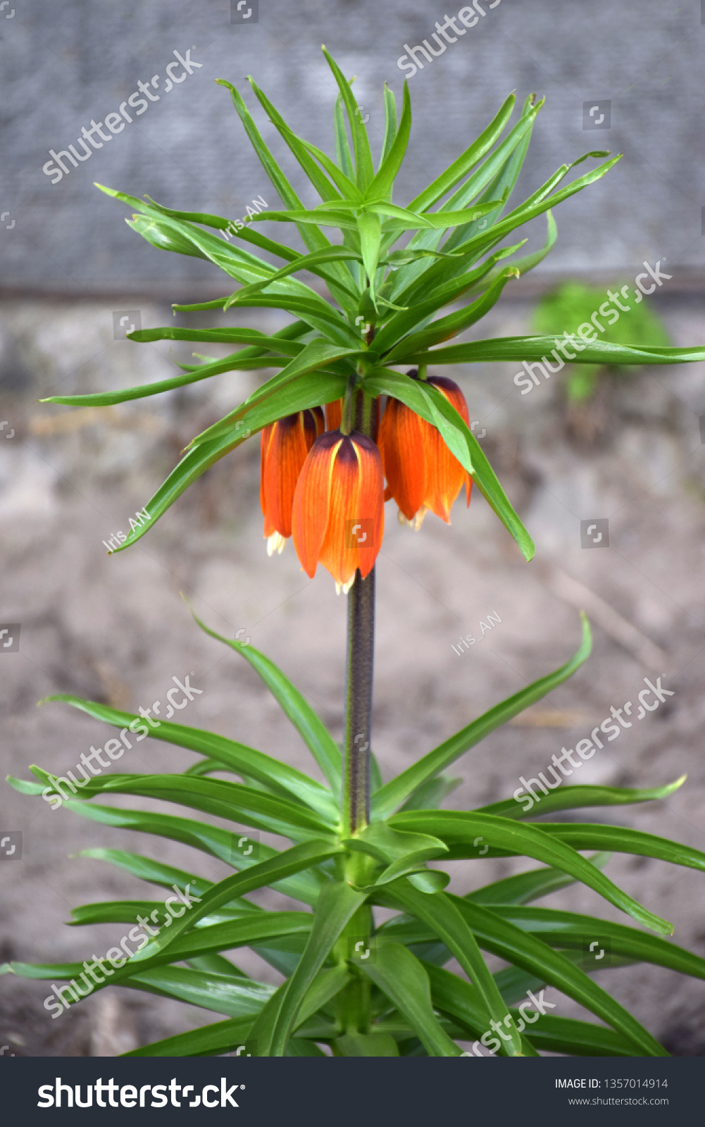 Red Crown Amazing Orange Flower Bell Stock Photo Edit Now 1357014914
