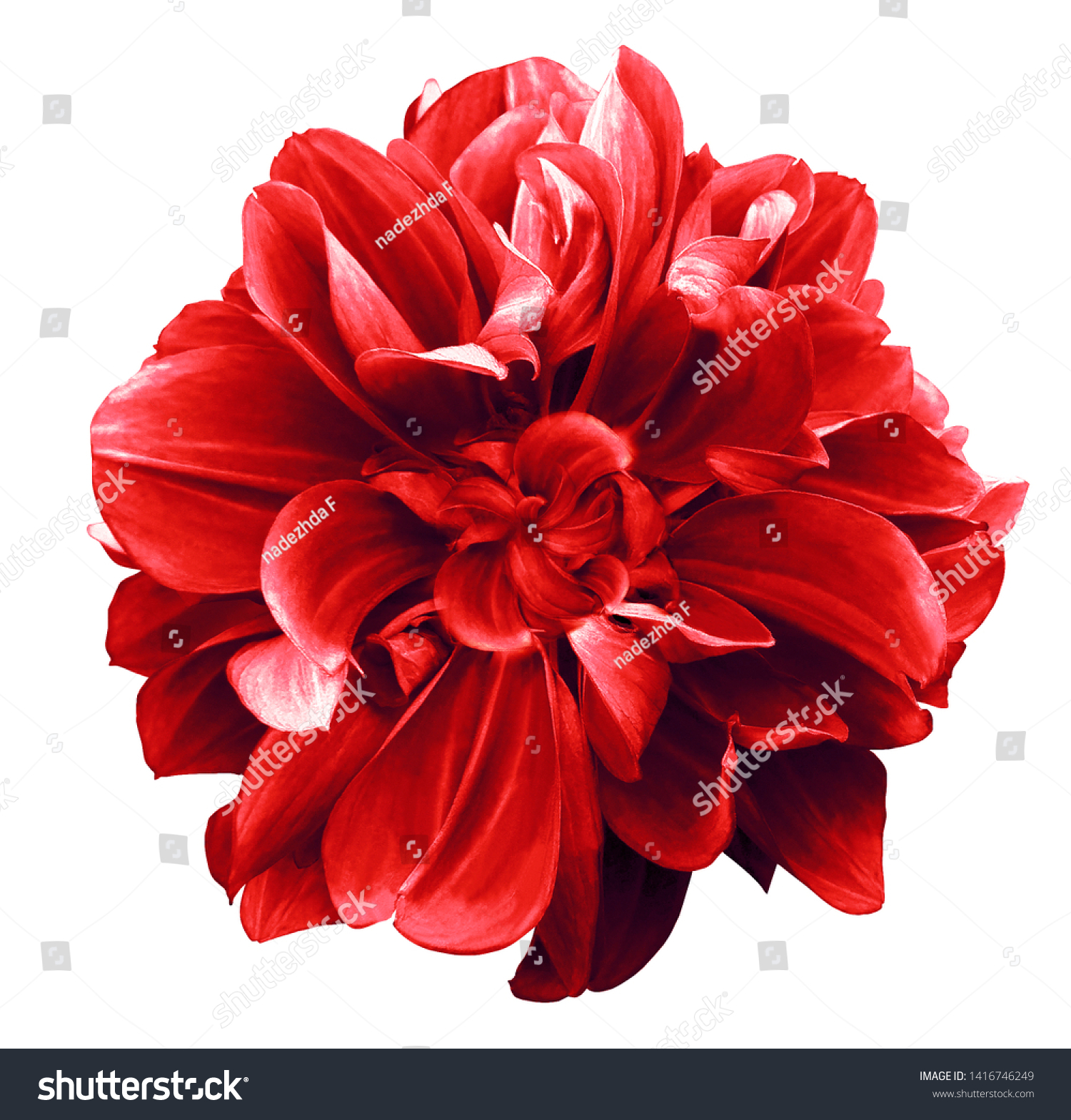 221 131 Dahlias Images Stock Photos Vectors Shutterstock 221 131 Dahlias Images Stock Photos Vectors Shutterstock
