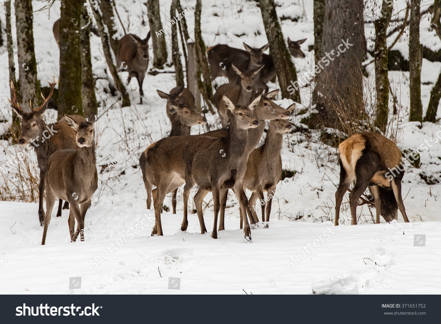 Red Deer Portrait On Snow And Forest In Winter Time Stock Photo ...