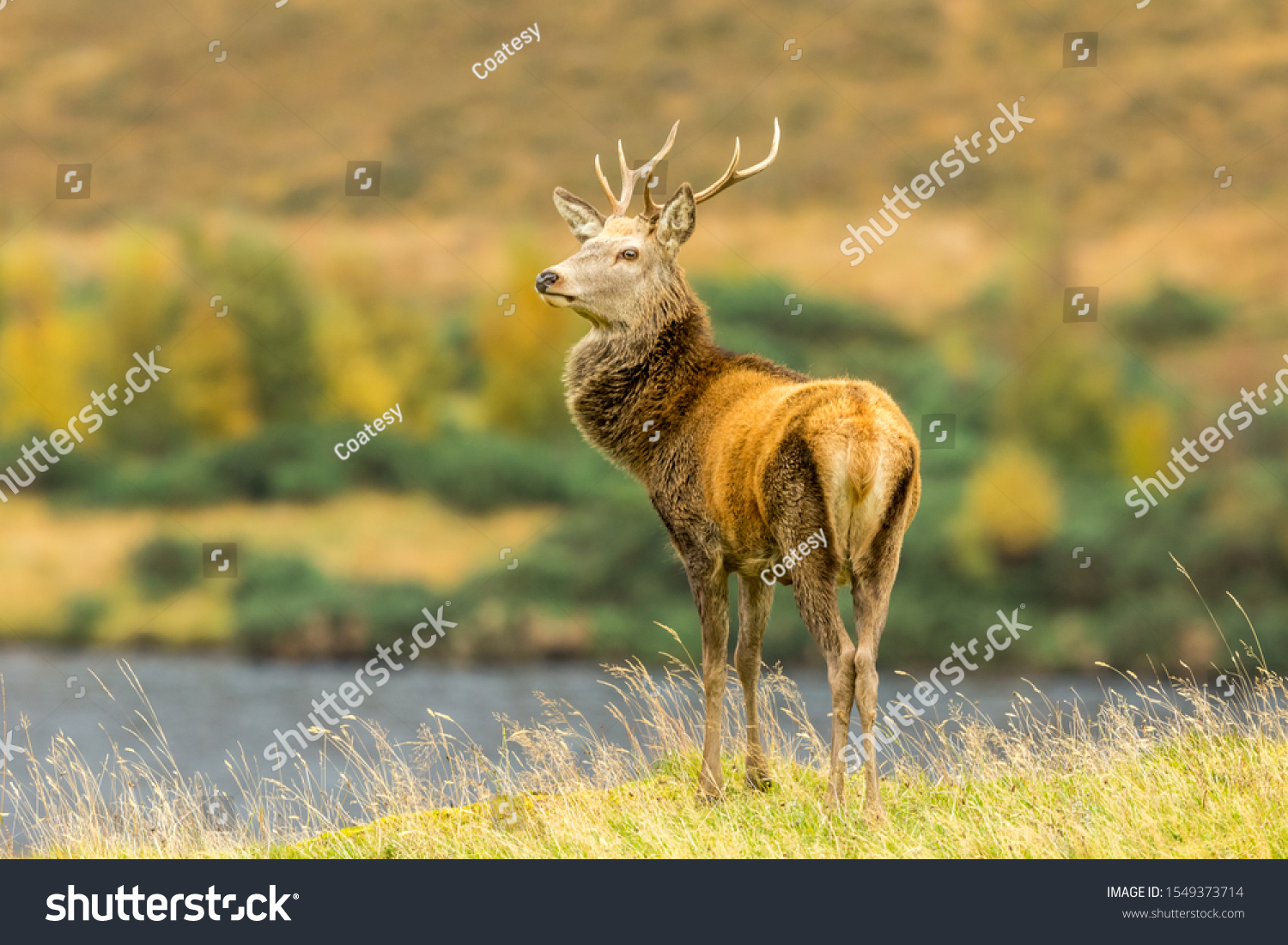 young deer name