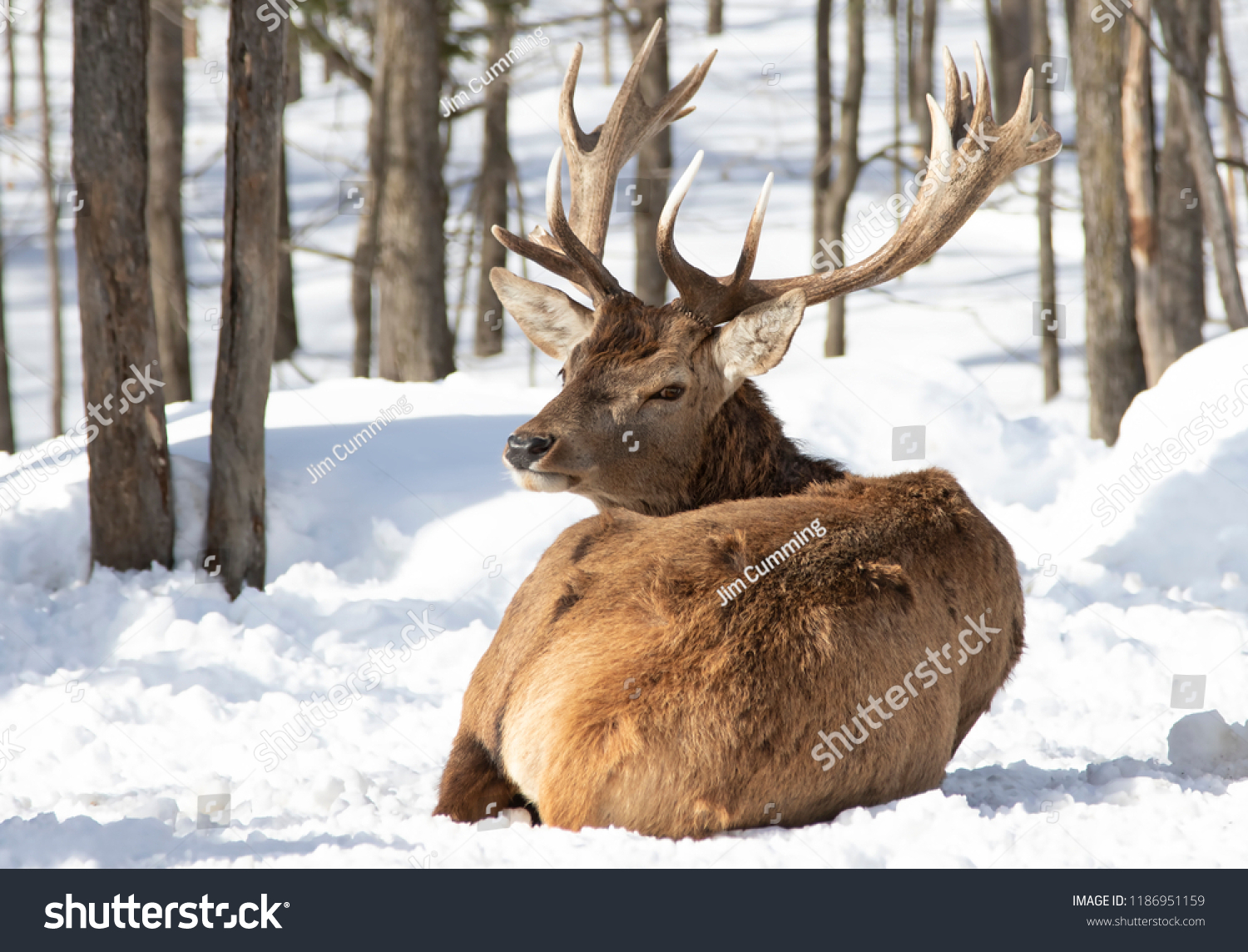 deer stags canada