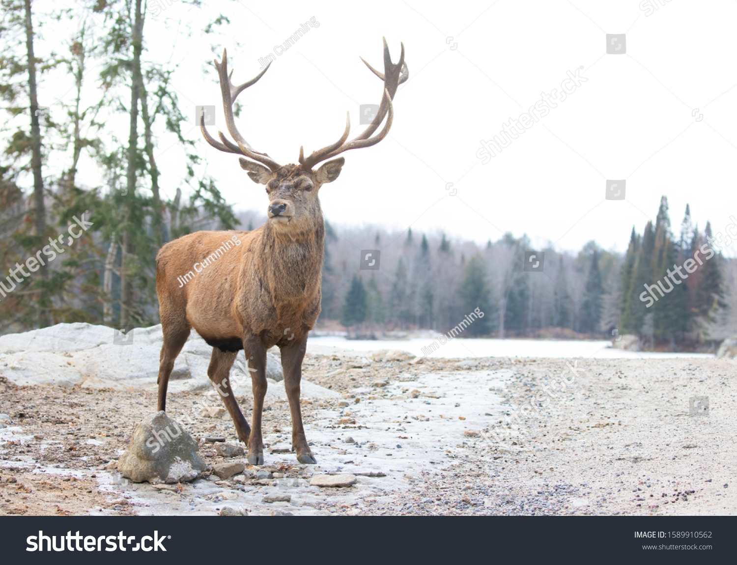 deer stags canada