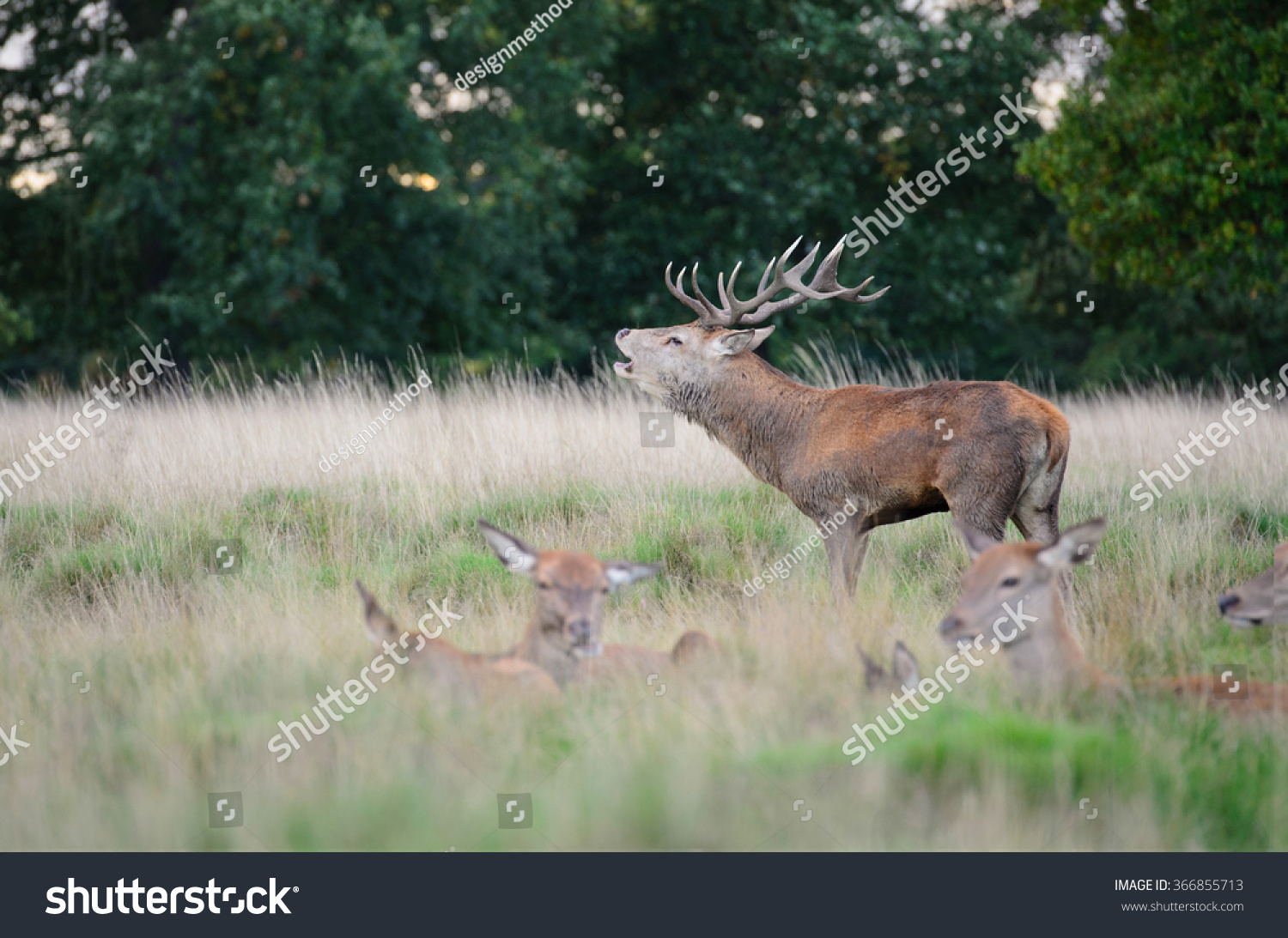 deer stags method