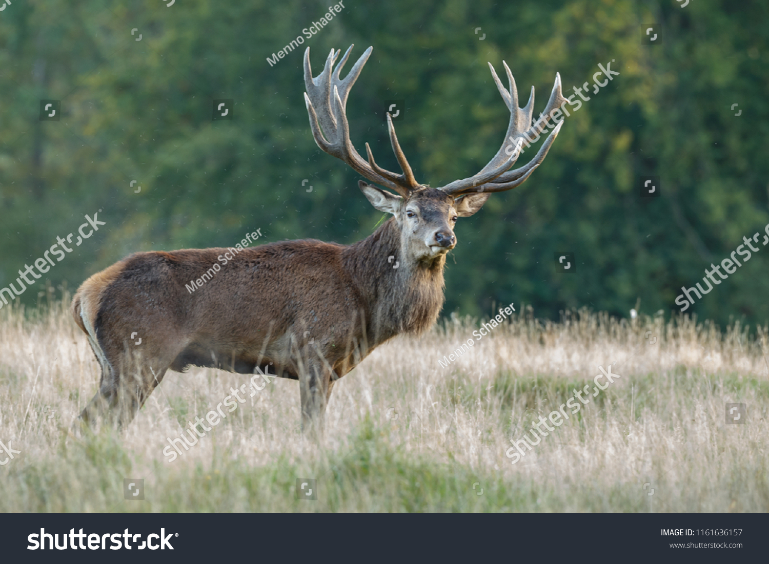 red deer huge rack during mating stock photo edit now 1161636157 https www shutterstock com image photo red deer huge rack during mating 1161636157