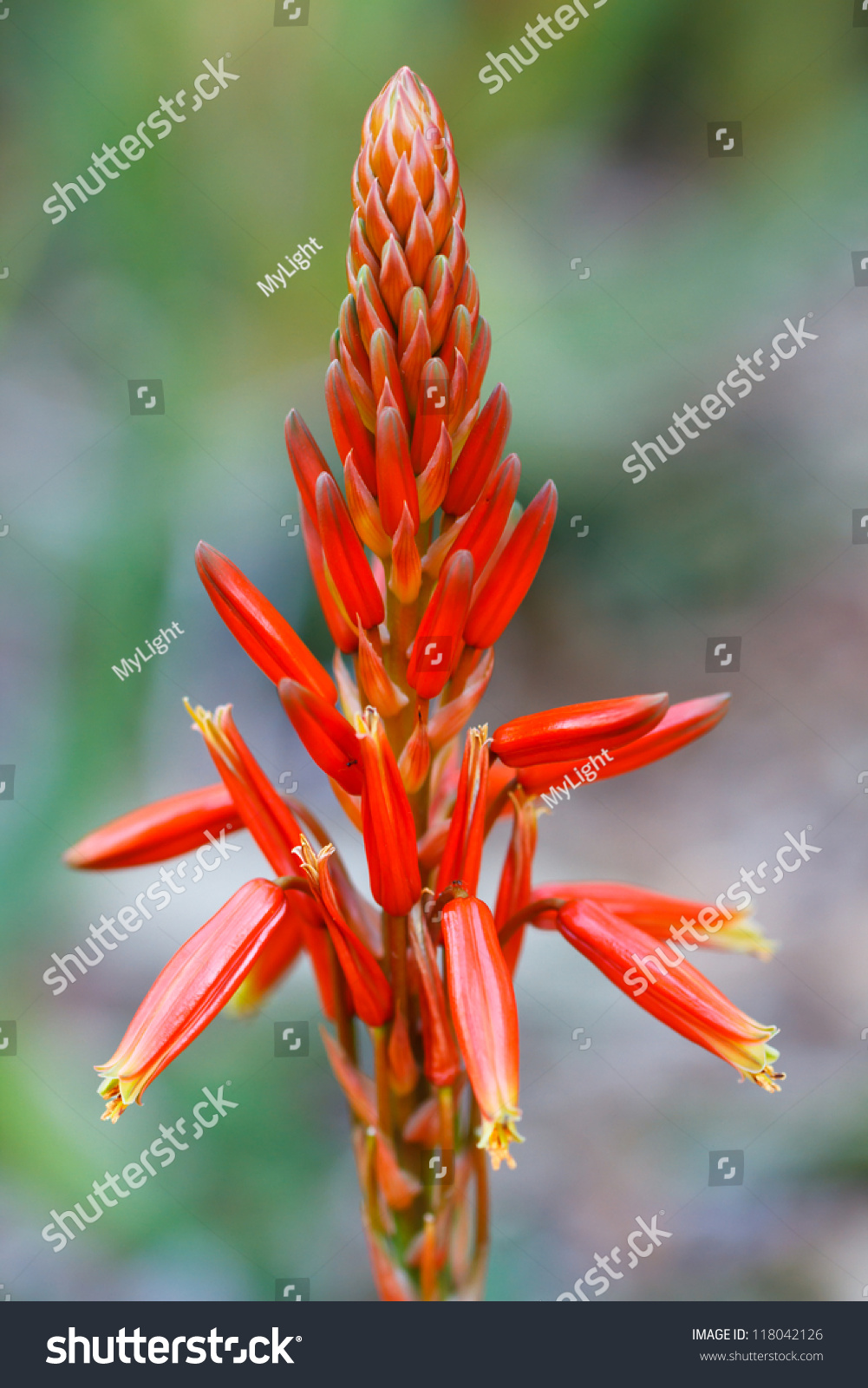 Red Dichasium Flower, Compund Flower Raceme Stock Photo 118042126 ...