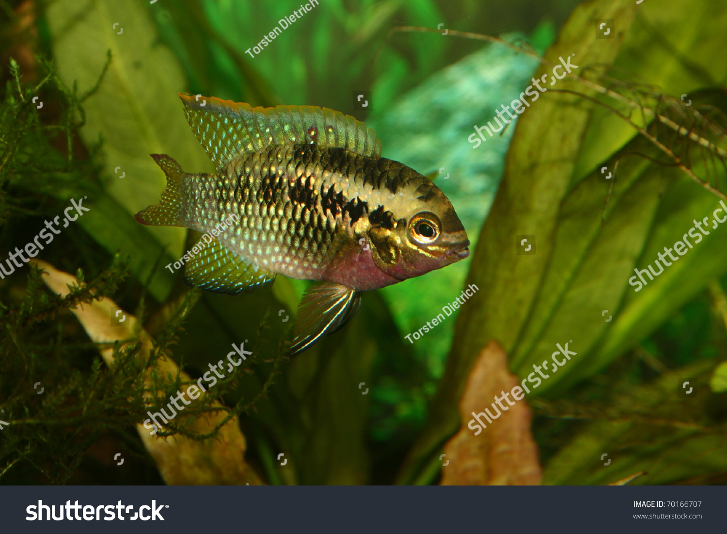 104 South american dwarf cichlid Images, Stock Photos & Vectors ...