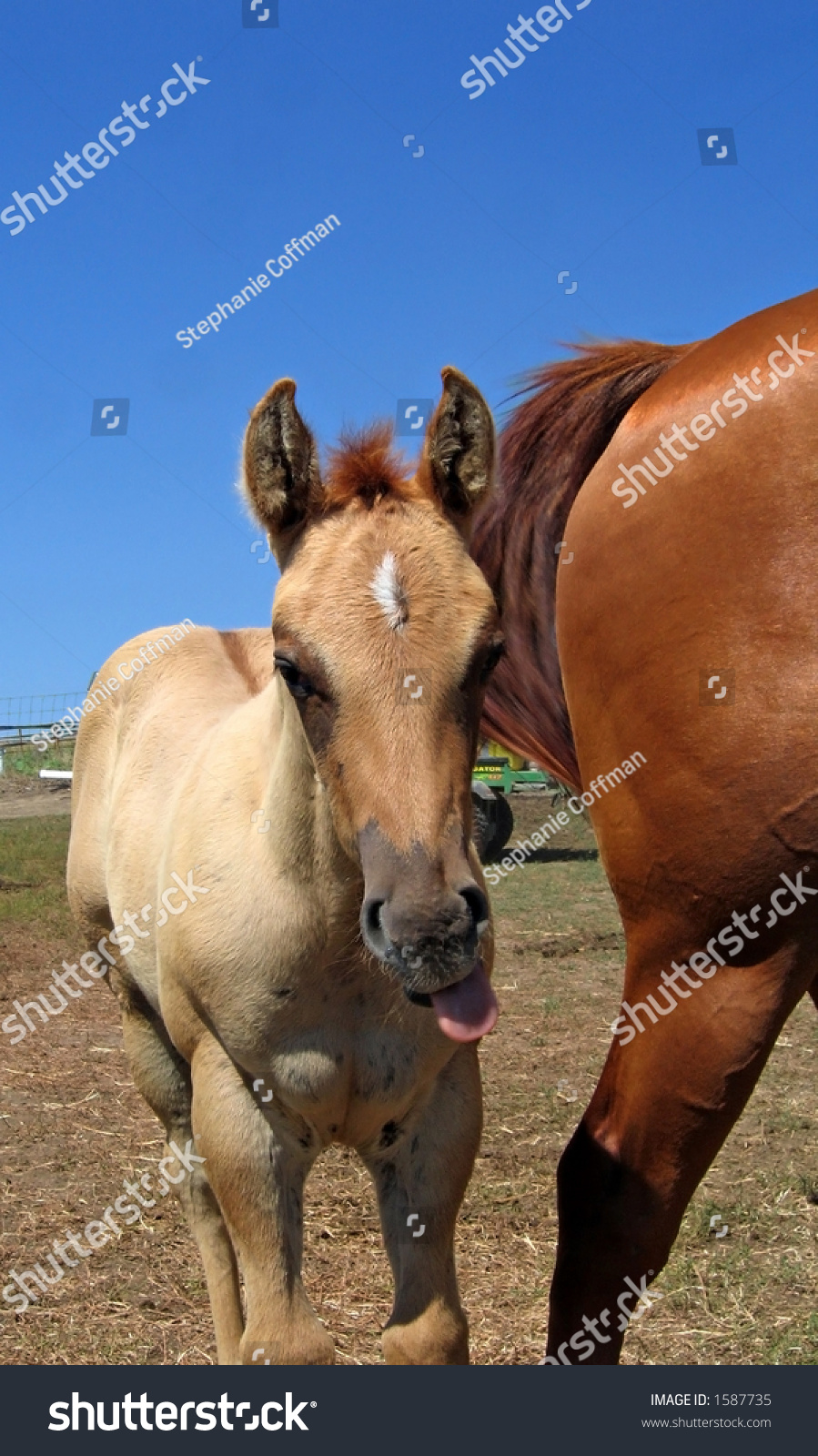 Red Dun Quarter Horse Foal Stock Photo Edit Now 1587735