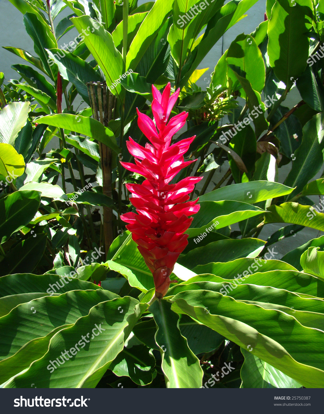 Red Dwarf Alpinia Purpurata Stock Photo Edit Now 25750387