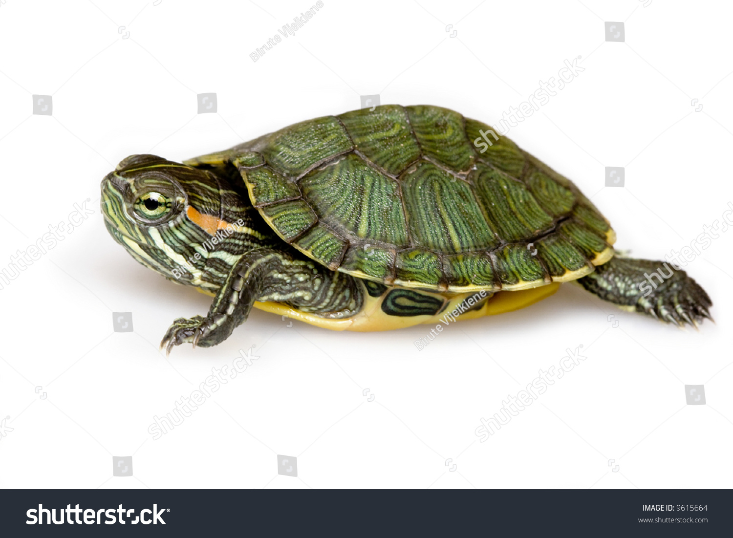 Redeared Slider Trachemys Scripta Elegans Stock Photo 9615664 ...