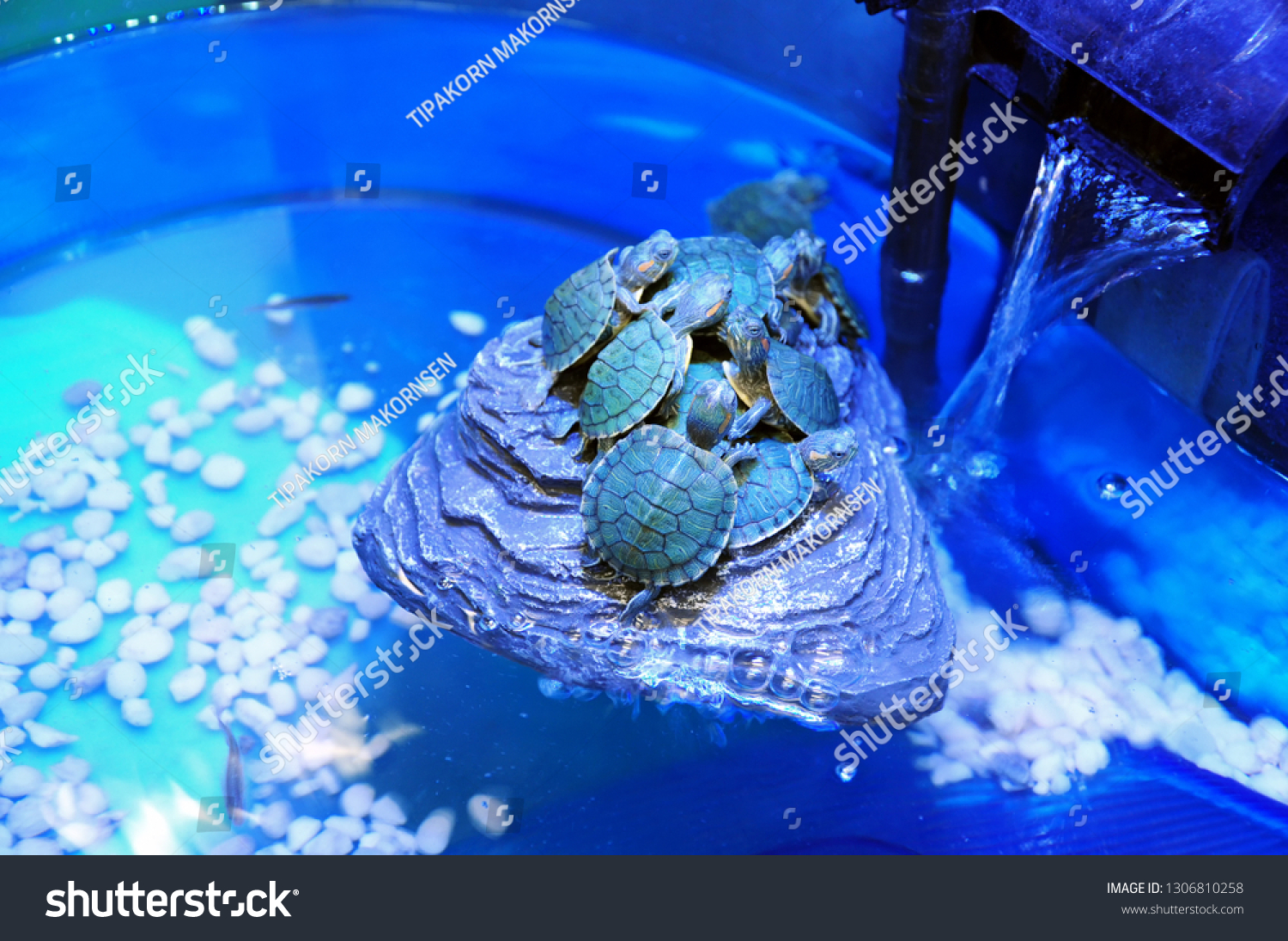 Foto Stok Redeared Slider Turtles Aquarium Tank Uv Edit Sekarang 1306810258