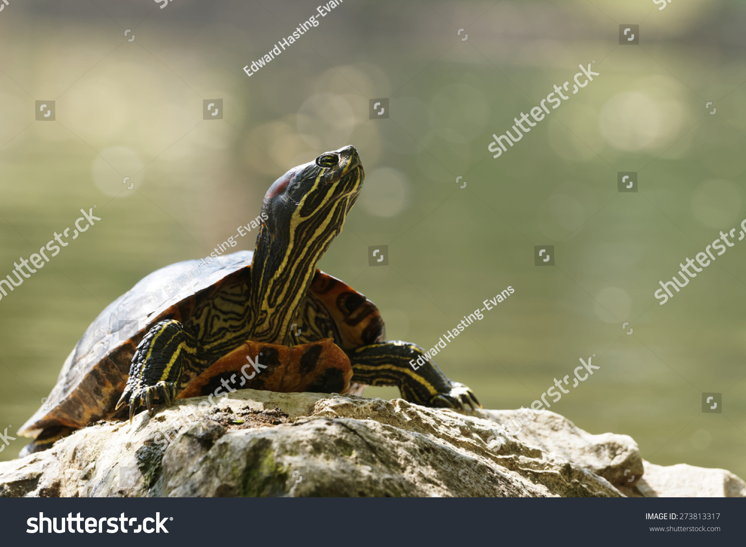 Redeared Terrapin Known Redeared Sliders Stock Photo (Edit Now) 273813317