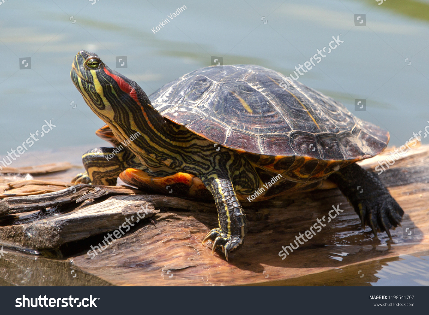 Painted-turtle Images, Stock Photos & Vectors | Shutterstock