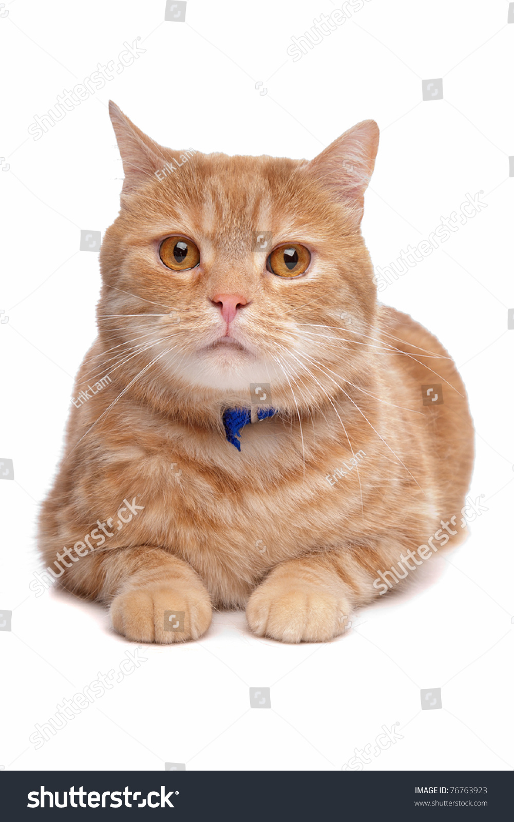 Red Exotic Shorthaired Maine Coon Cat Stock Image Download Now