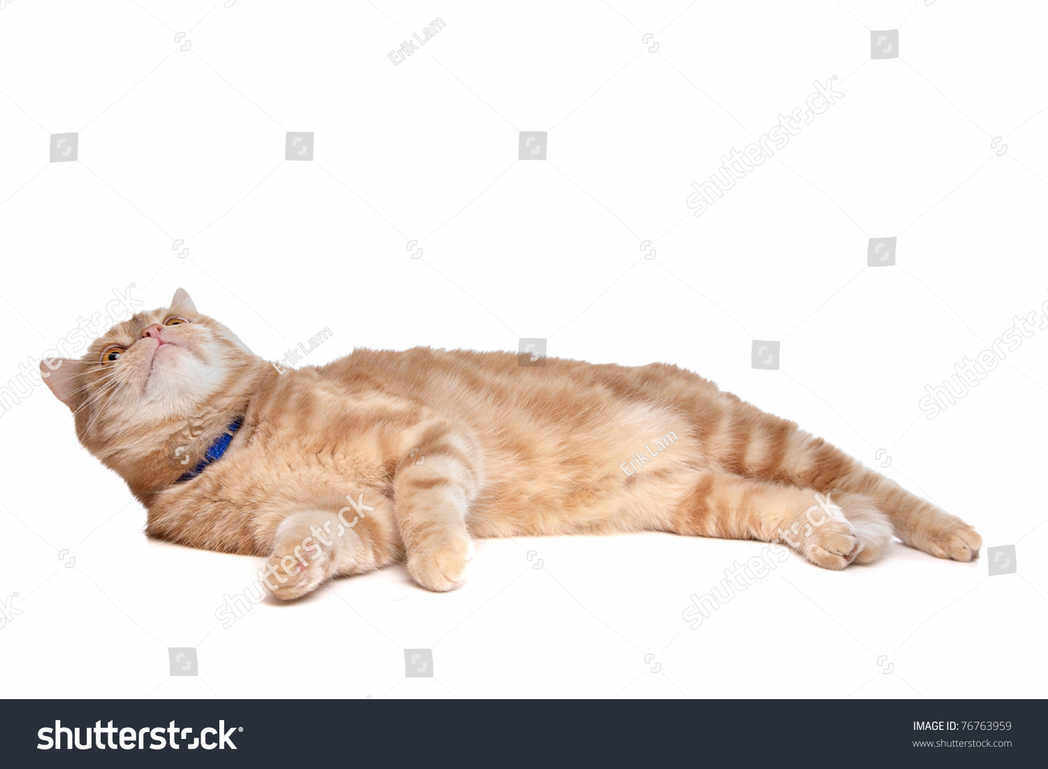 Red Exotic Shorthaired Maine Coon Cat Stock Photo Edit Now 76763959