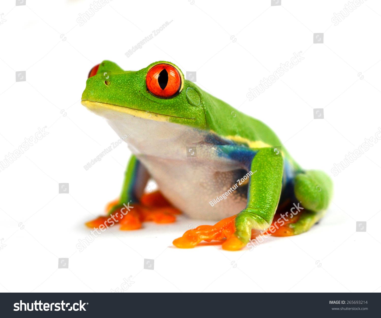 5,473 Red eyed treefrog Images, Stock Photos & Vectors | Shutterstock