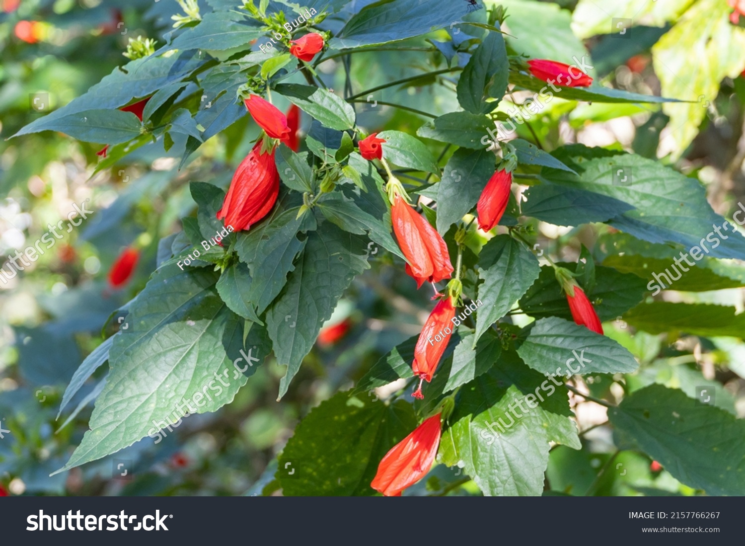 Red Flowers Malvaviscus Arboreus Hibiscus Wax Stock Photo 2157766267 ...