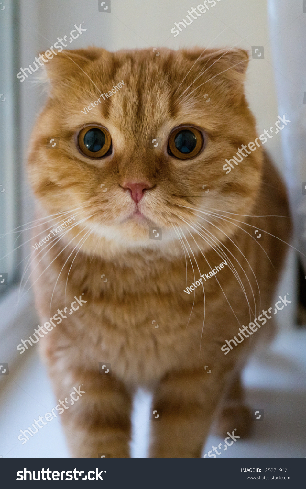 fluffy animals with big eyes