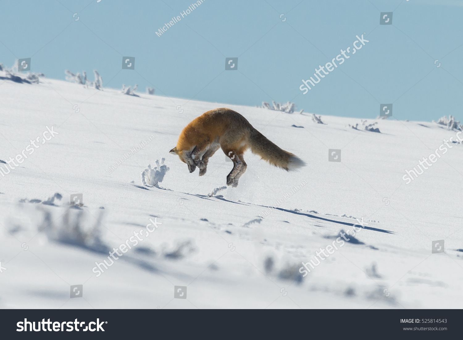 Red fox michelle