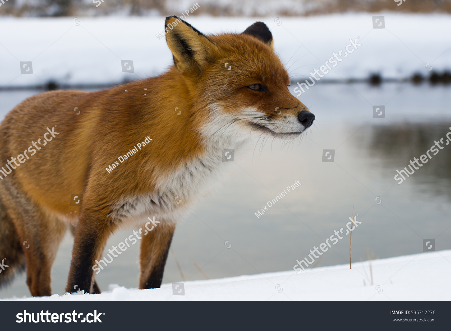 Winter Fox Portrait