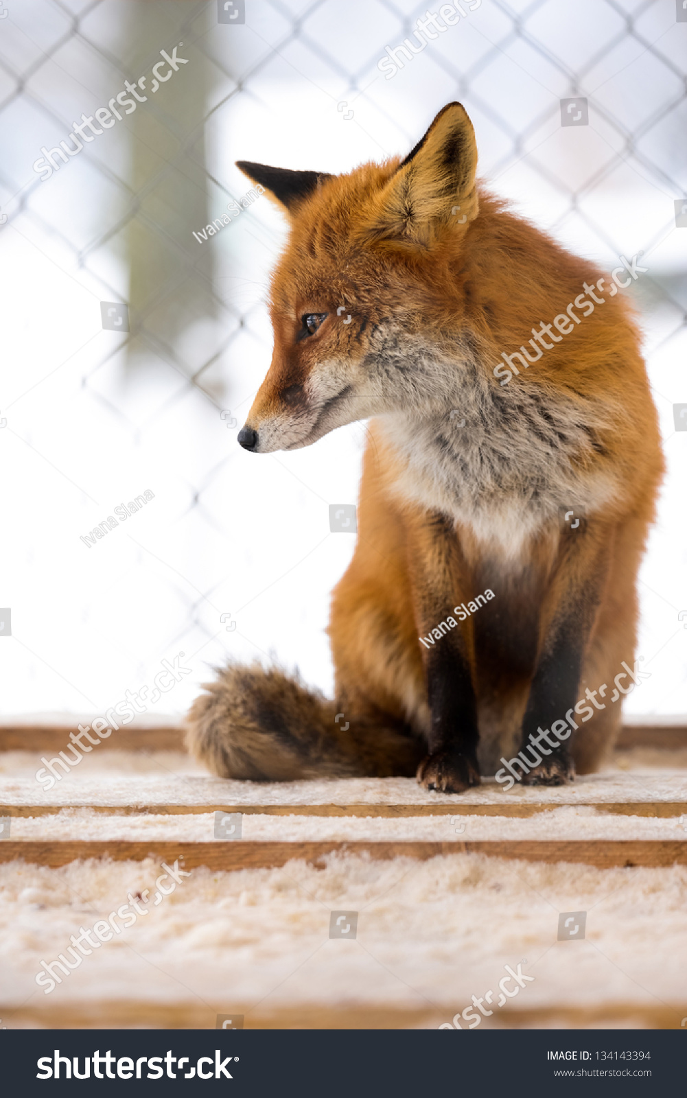 Redfox shelter fox procreate free