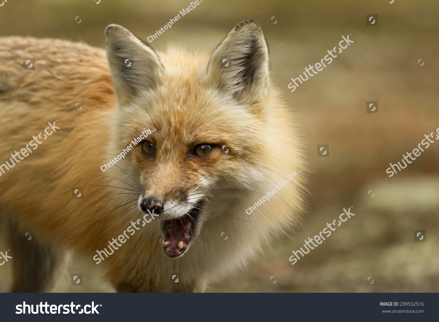 Red Fox Mouth Open Stock Foto 299552516 - Shutterstock