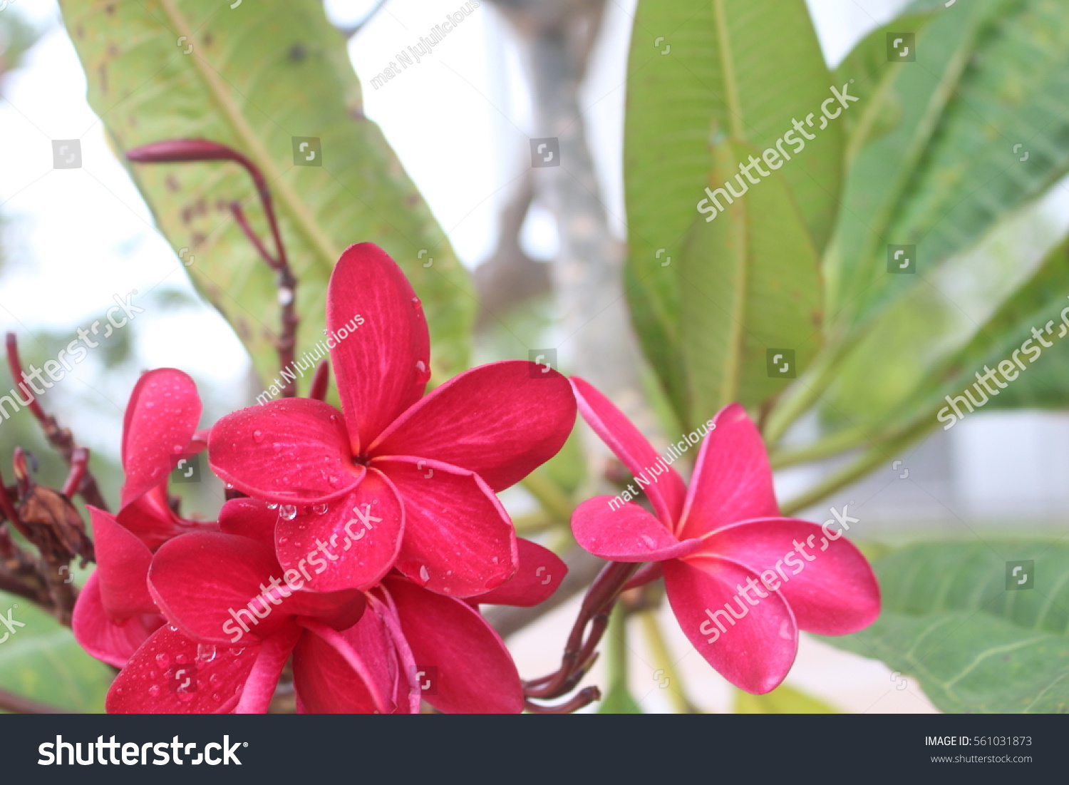 Red Frangipani Plumeria Rubra Flowers Natural Stock Photo (Edit 