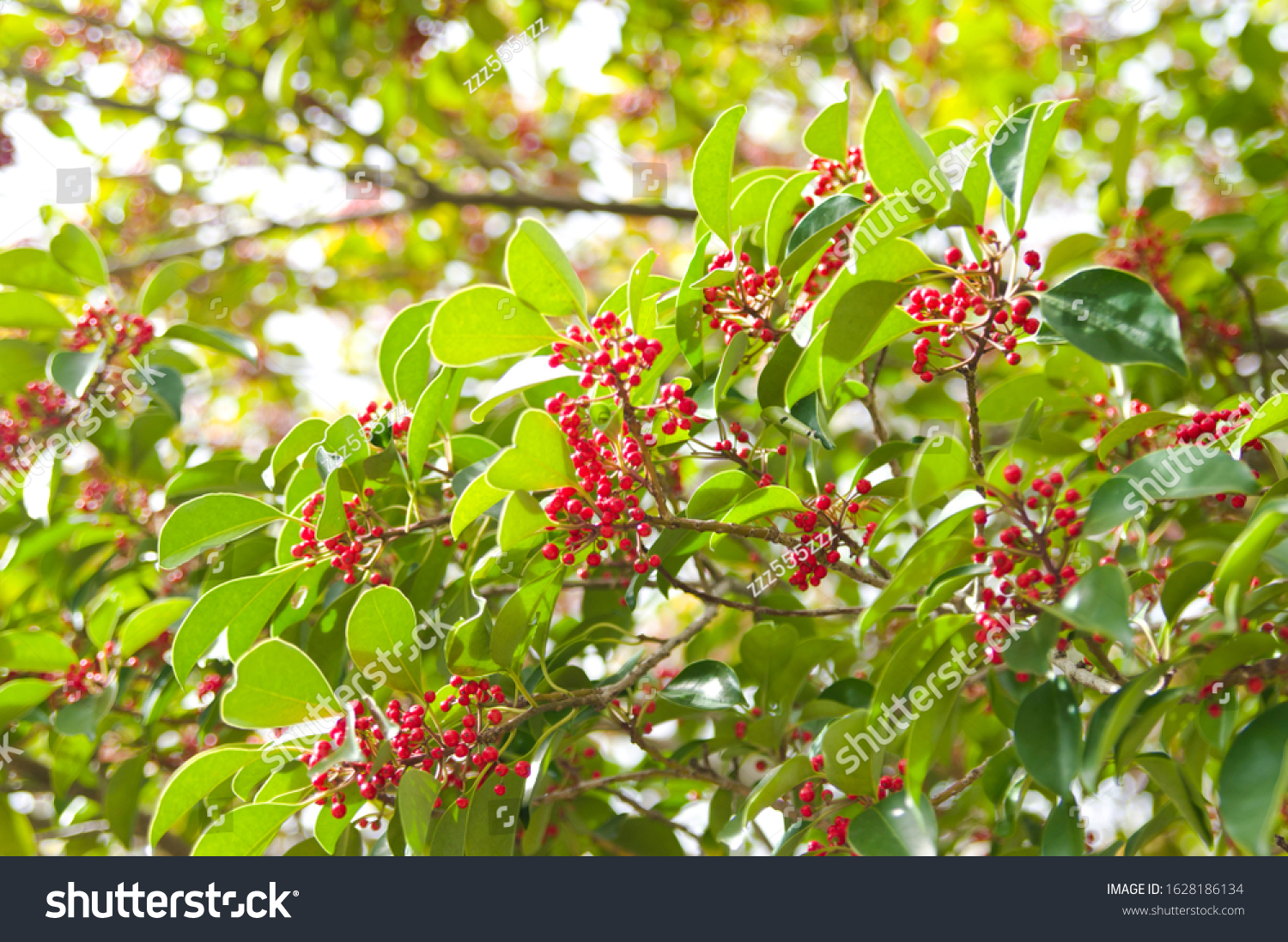 Red Fruit Growing On Tree The Stock Photo Edit Now