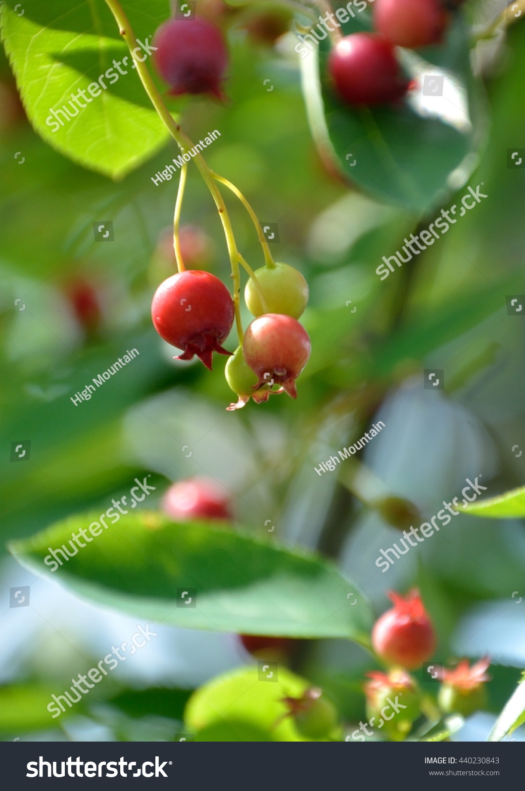 Red Fruits Amelanchier Canadensis Juneberry Japanese Stock Photo Edit Now