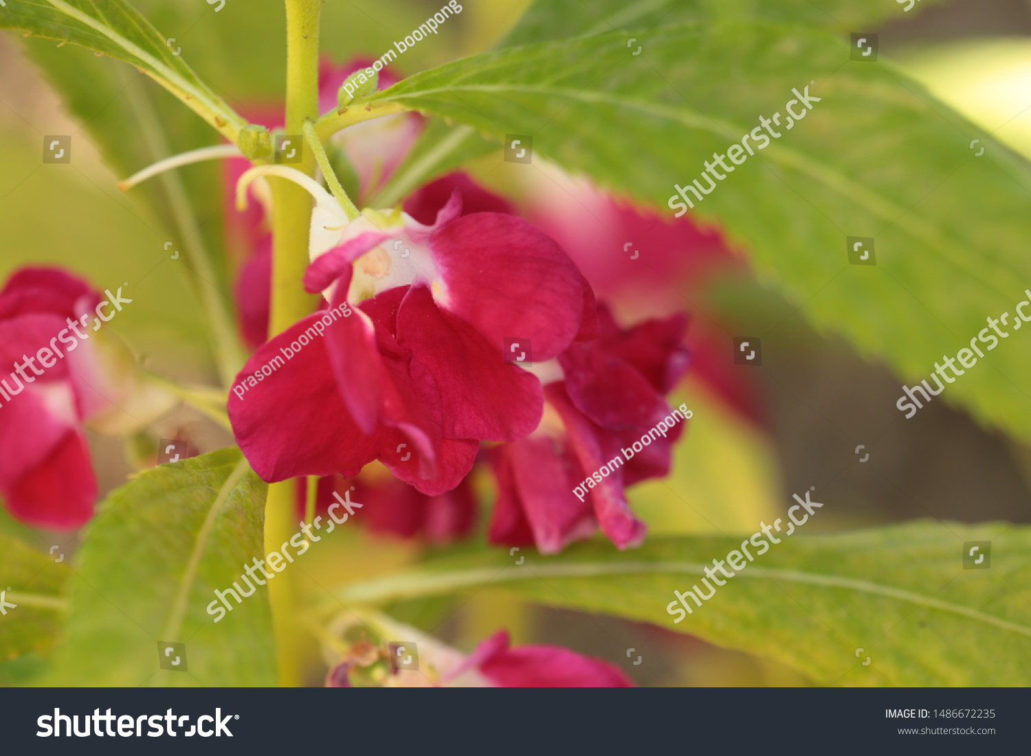 Red Garden Balsam Impatiens Balsamina Linn Stock Photo Edit Now 1486672235