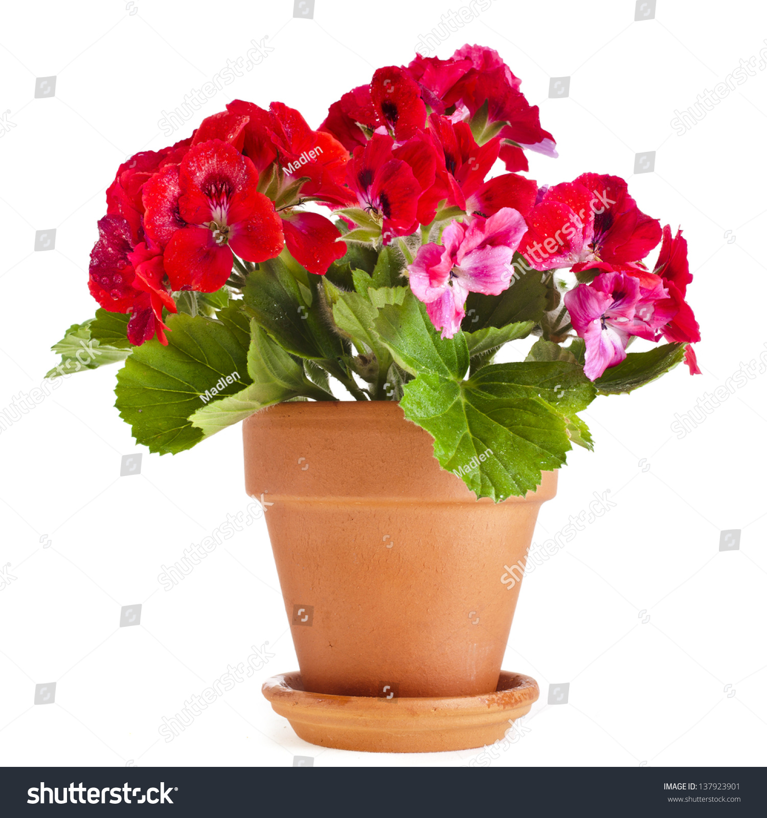 Red Geranium Flower In A Clay Pot Isolated On White Background Stock ...