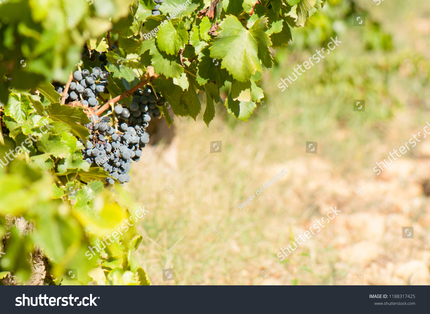 Red Grapes Du Pape Wines Stock Photo Edit Now
