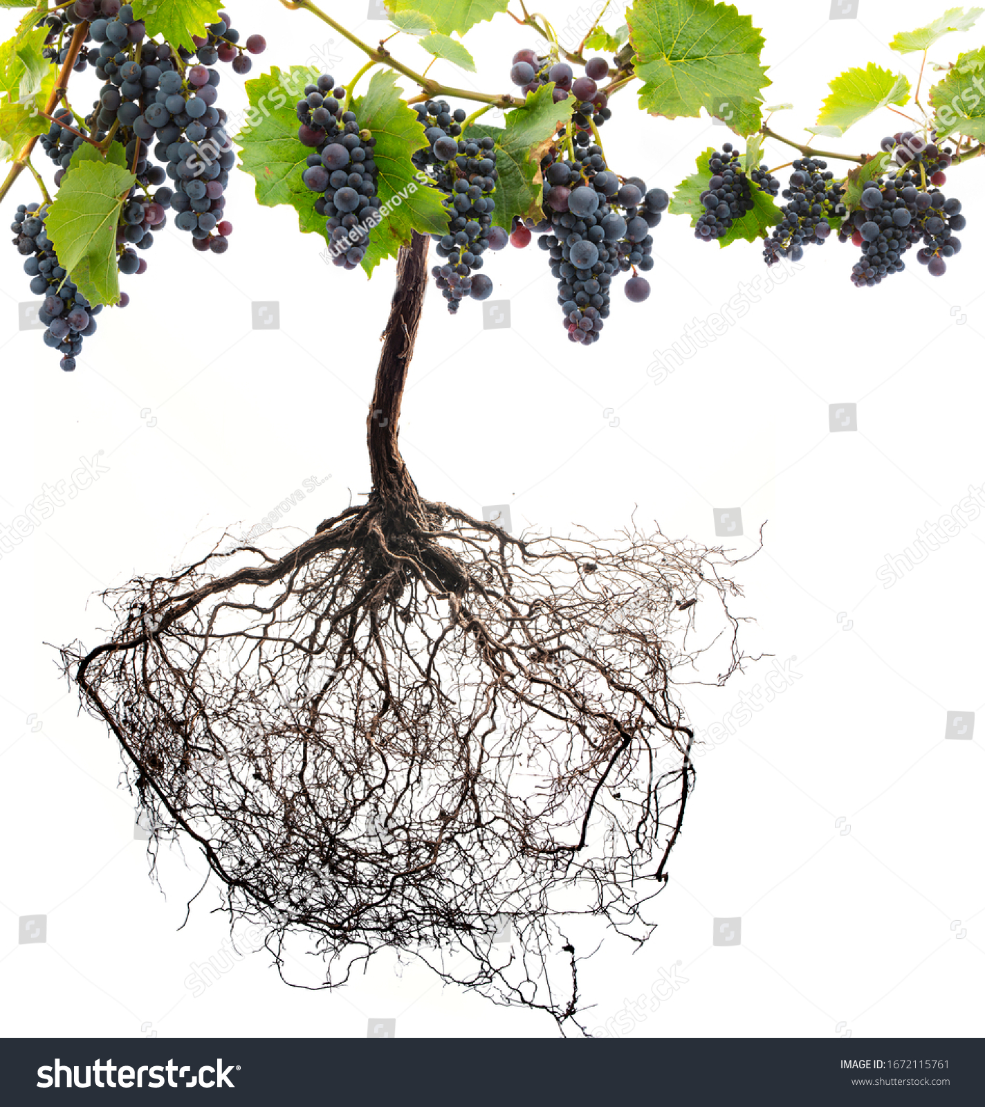 3,877 Grape root Images, Stock Photos & Vectors Shutterstock