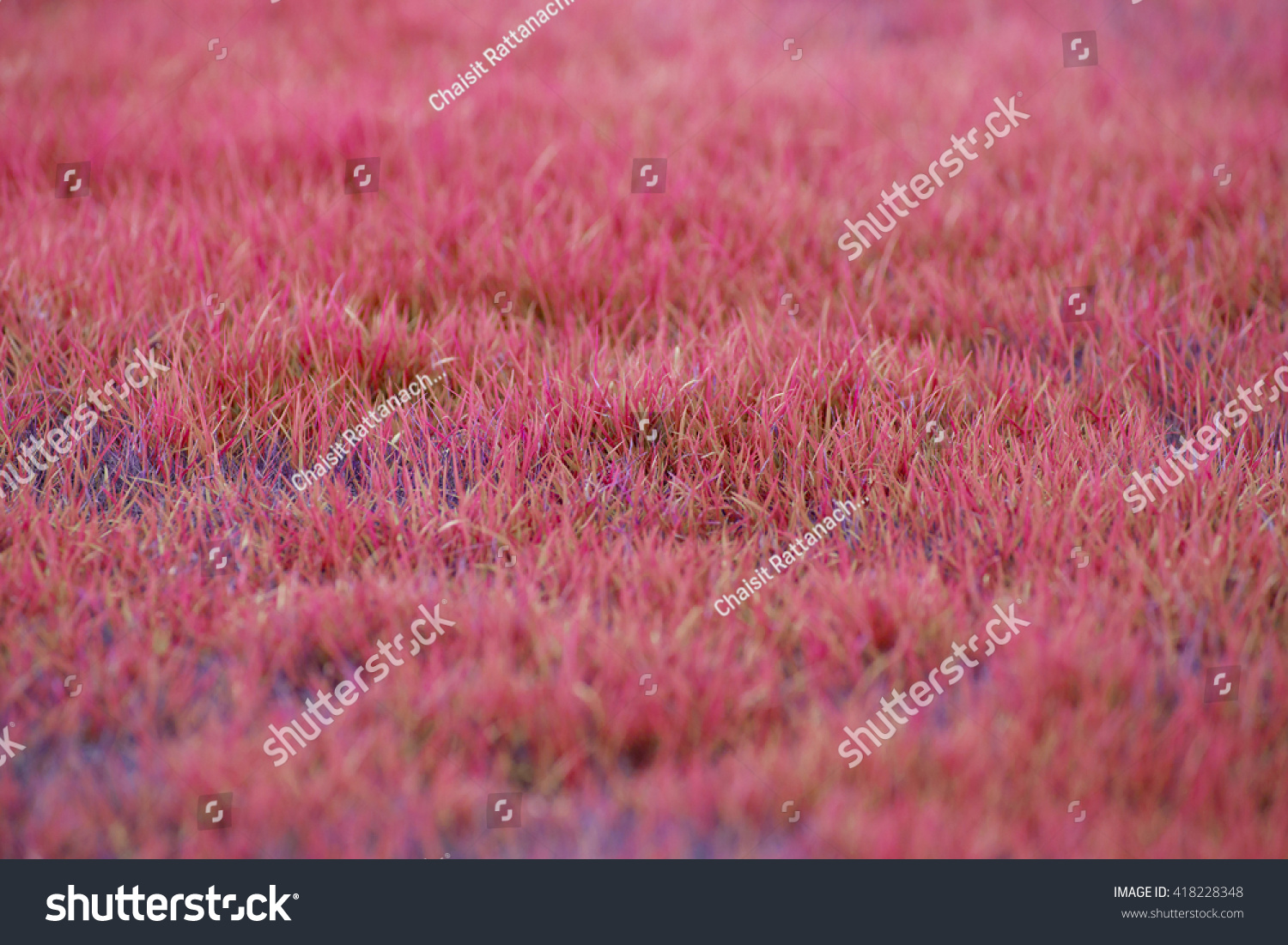 Red Grass Texture Background Stock Photo 418228348 | Shutterstock