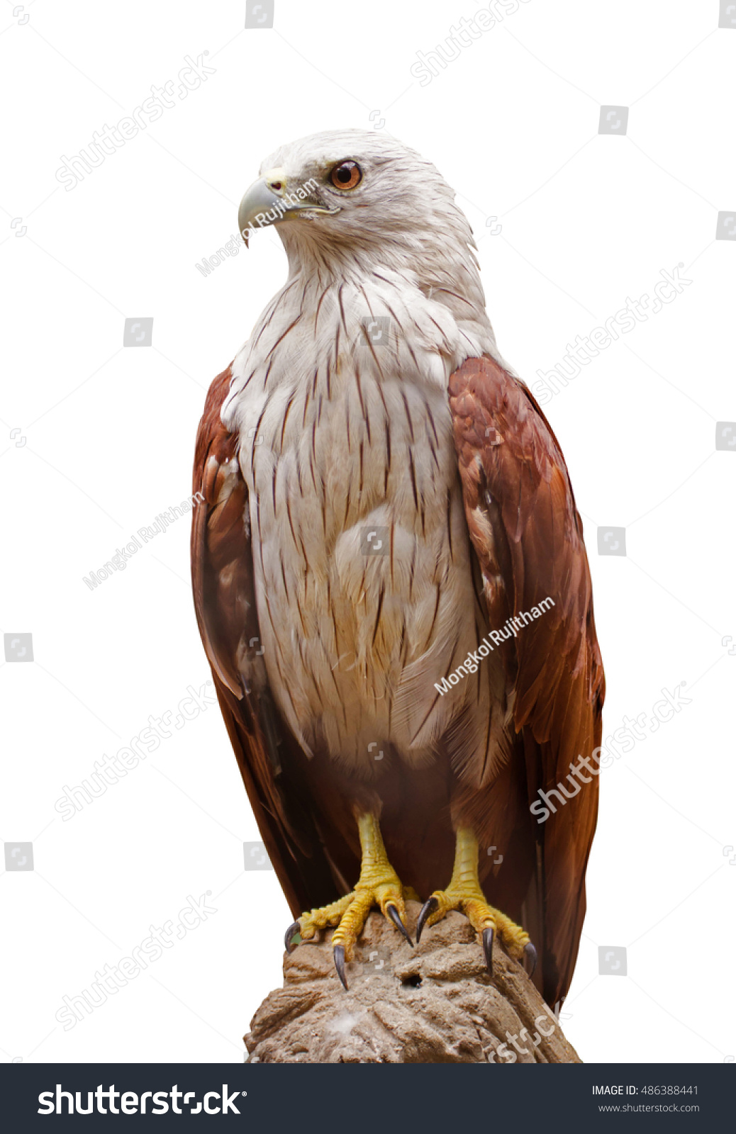 Red Hawk On White Background Stock Photo Edit Now