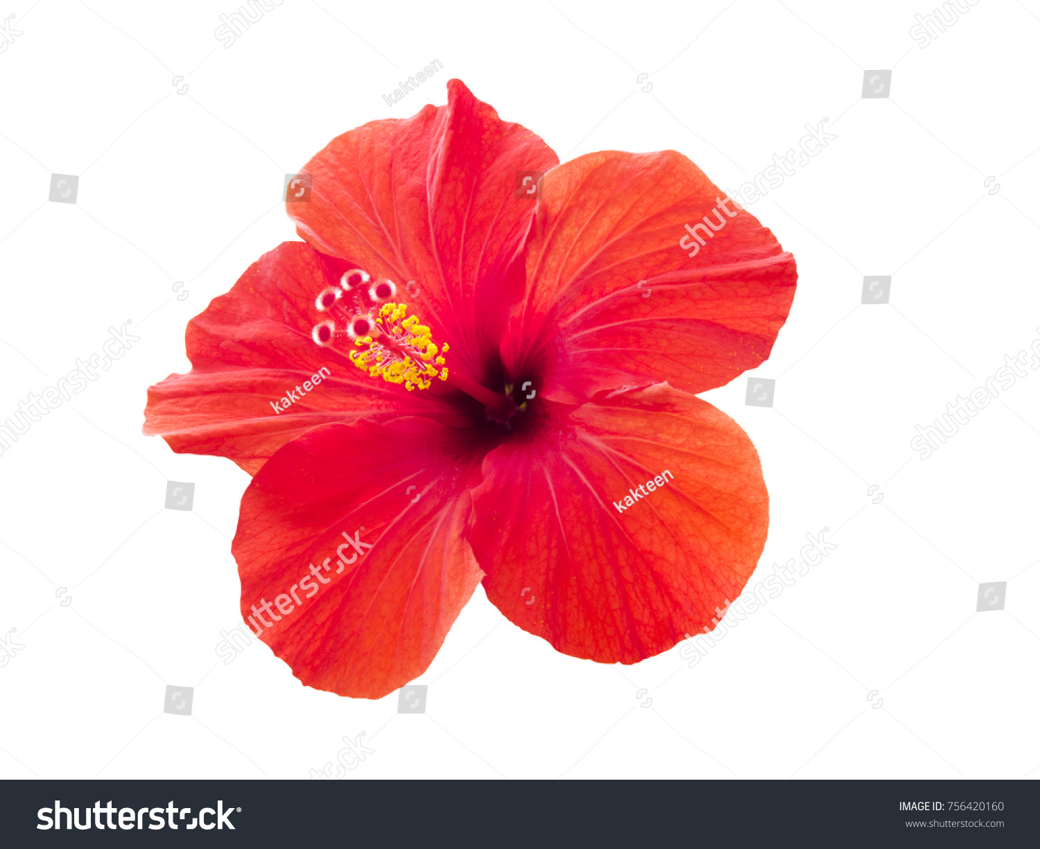 Red Hibiscus Flower Isolated On White Stock Photo 756420160 | Shutterstock