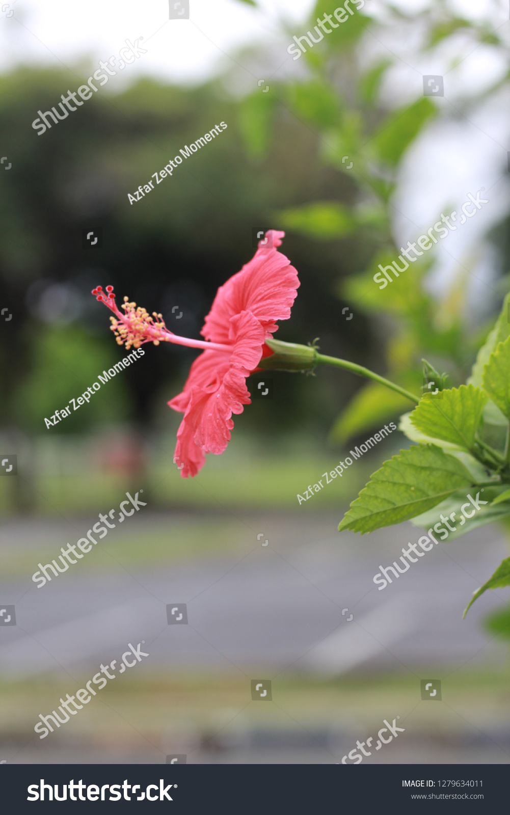 Red Hibiscus Flower Malaysia National Flower Stock Photo Shutterstock